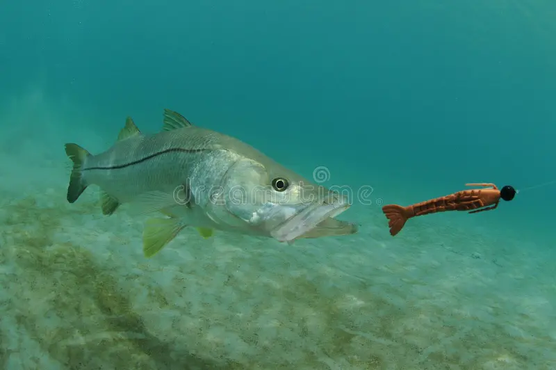 Snook photo
