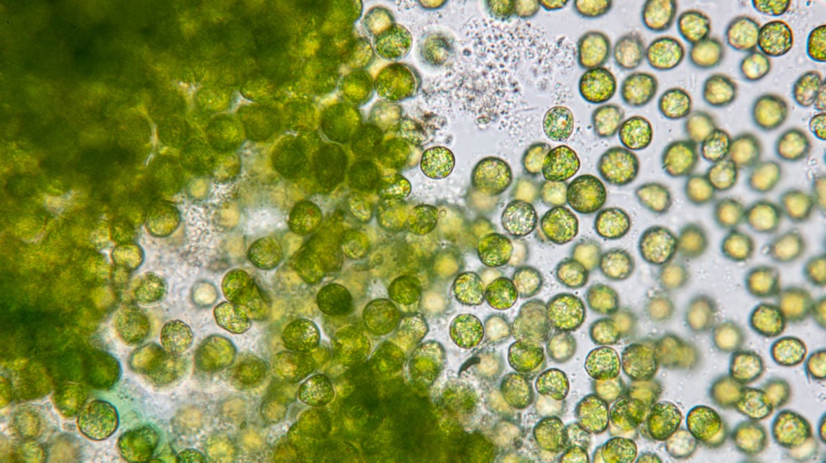 Algae Protein