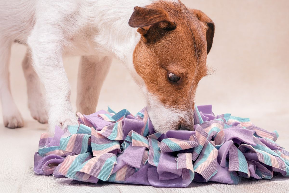 Snuffle mat with treats hidden in colorful fabric folds