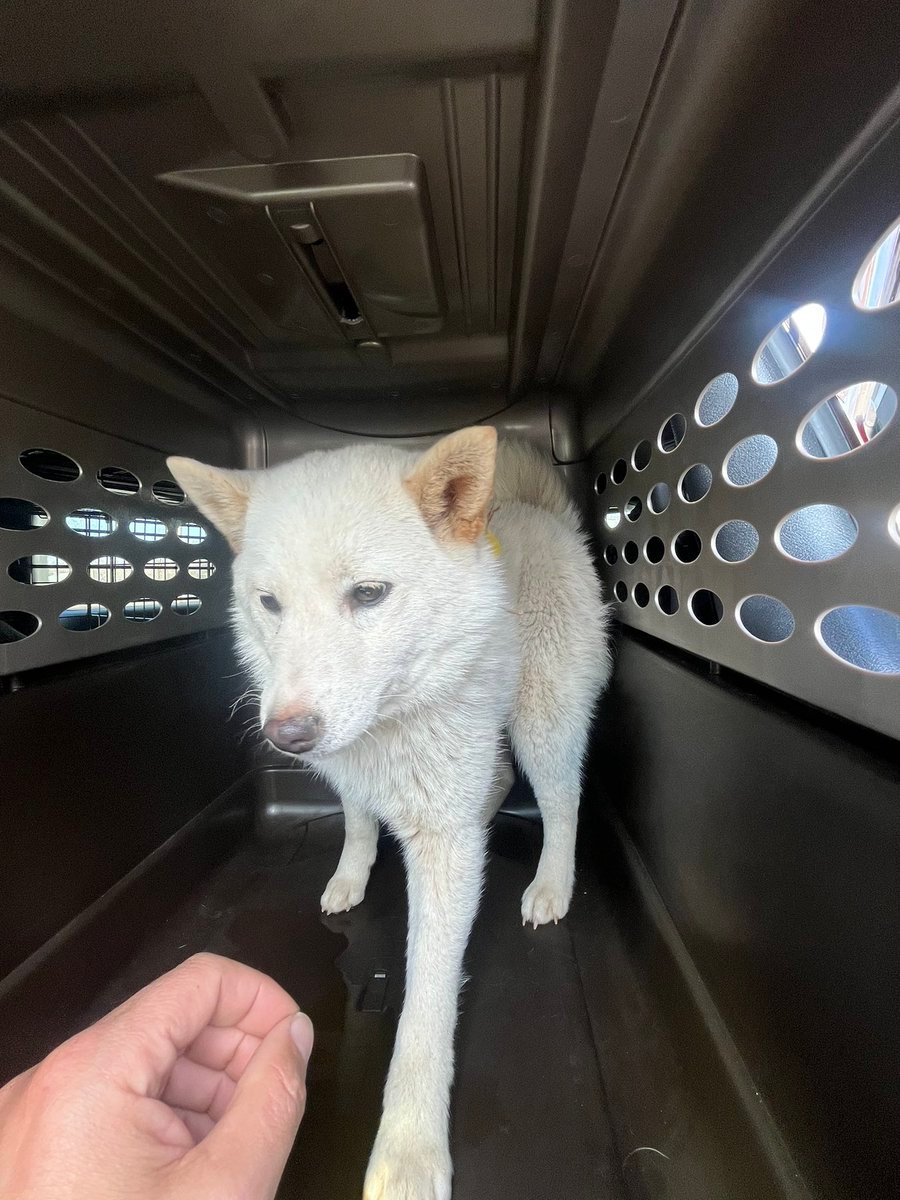 Shiba Inus Set Free photo 2