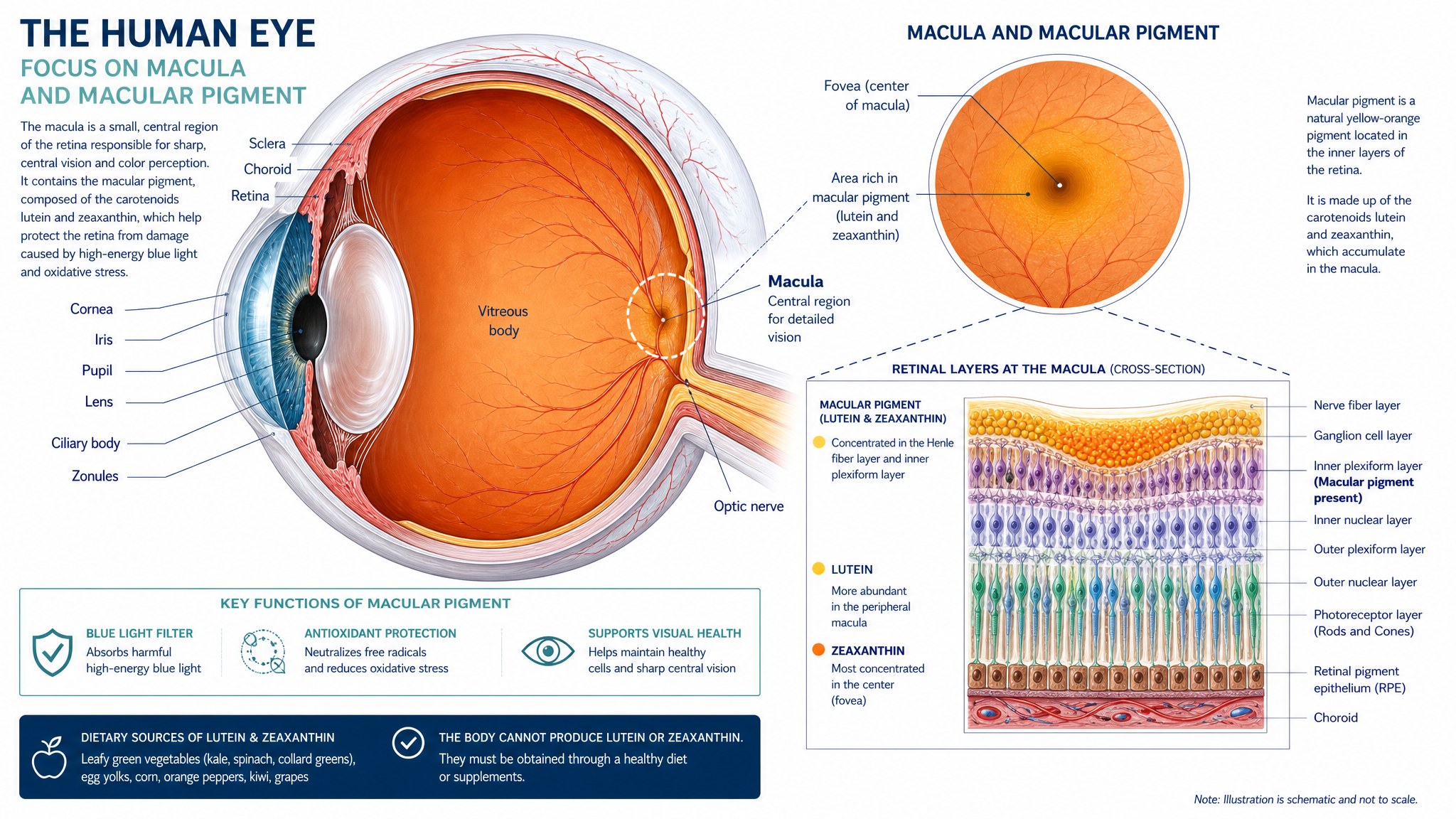 Eye anatomy illustration showing macular pigment and lutein zeaxanthin deposits