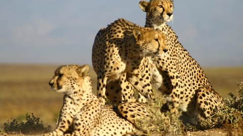 4-Day Private Highlights & Overnight Big 5 Safari