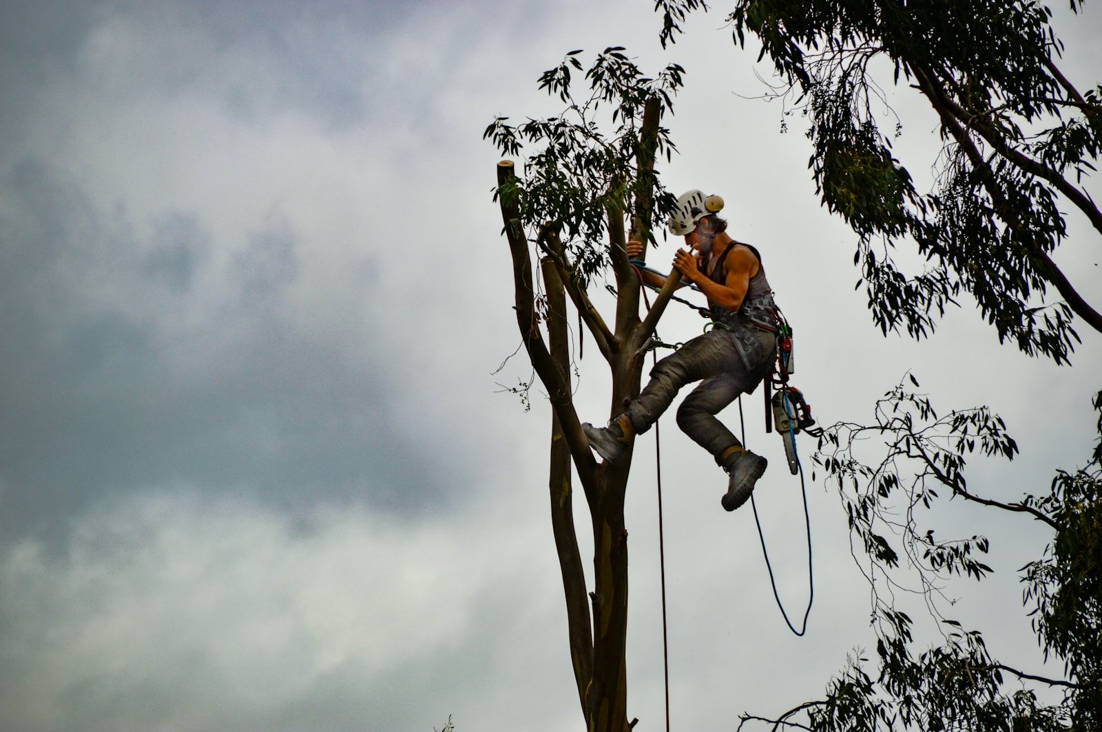 Tree Cutting & Pruning work at a Northamptonshire property – photo 6
