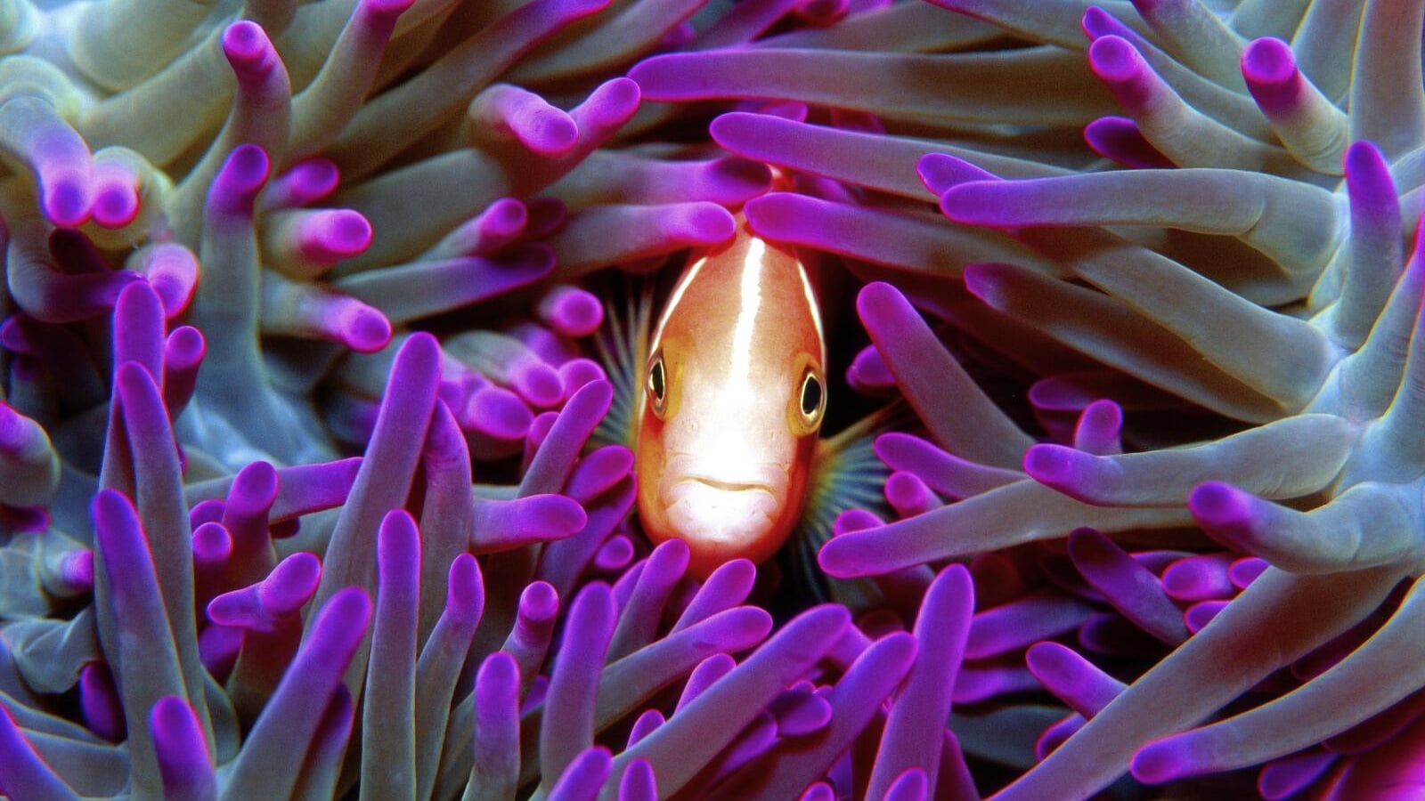 Great Barrier Reef Day Trip