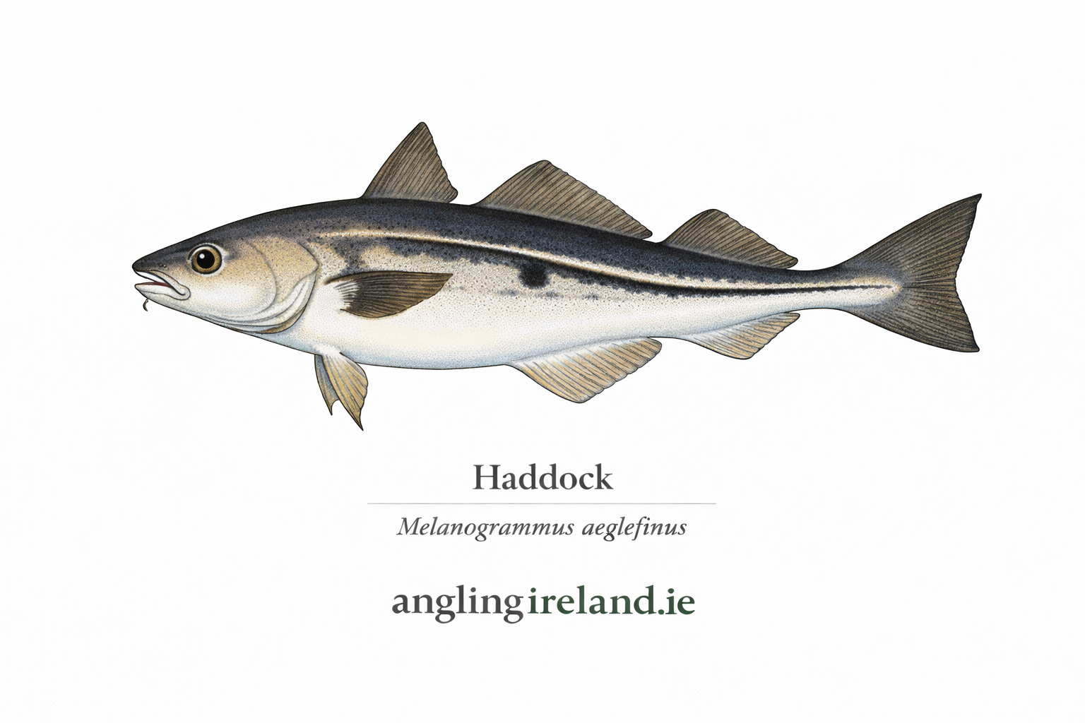 Haddock photo