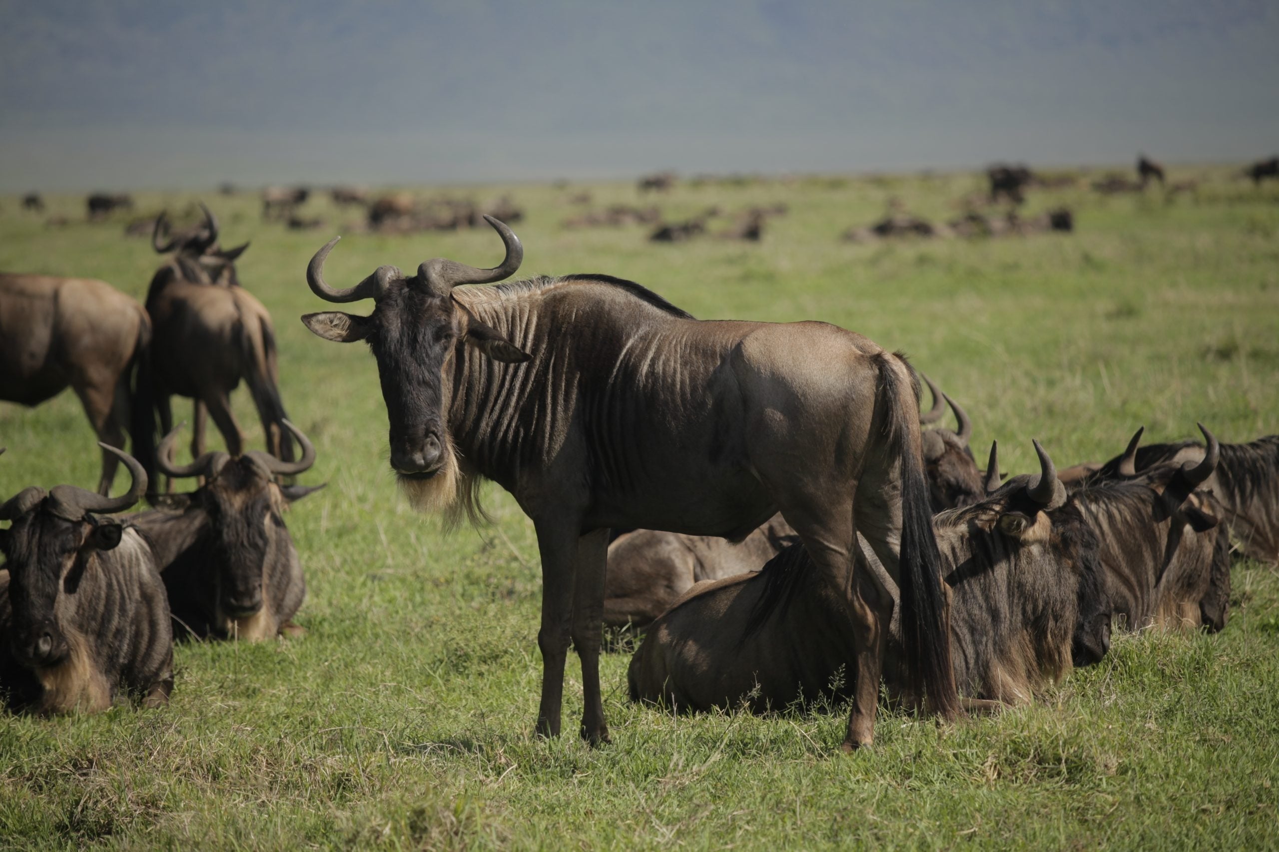 Kruger vs Masai Mara vs Serengeti: Which Safari Is Right for You?