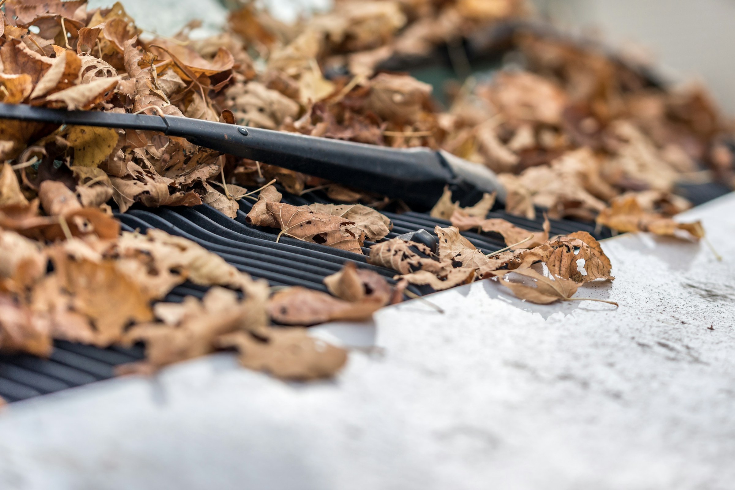 Autumn leaves blocking a roof gutter