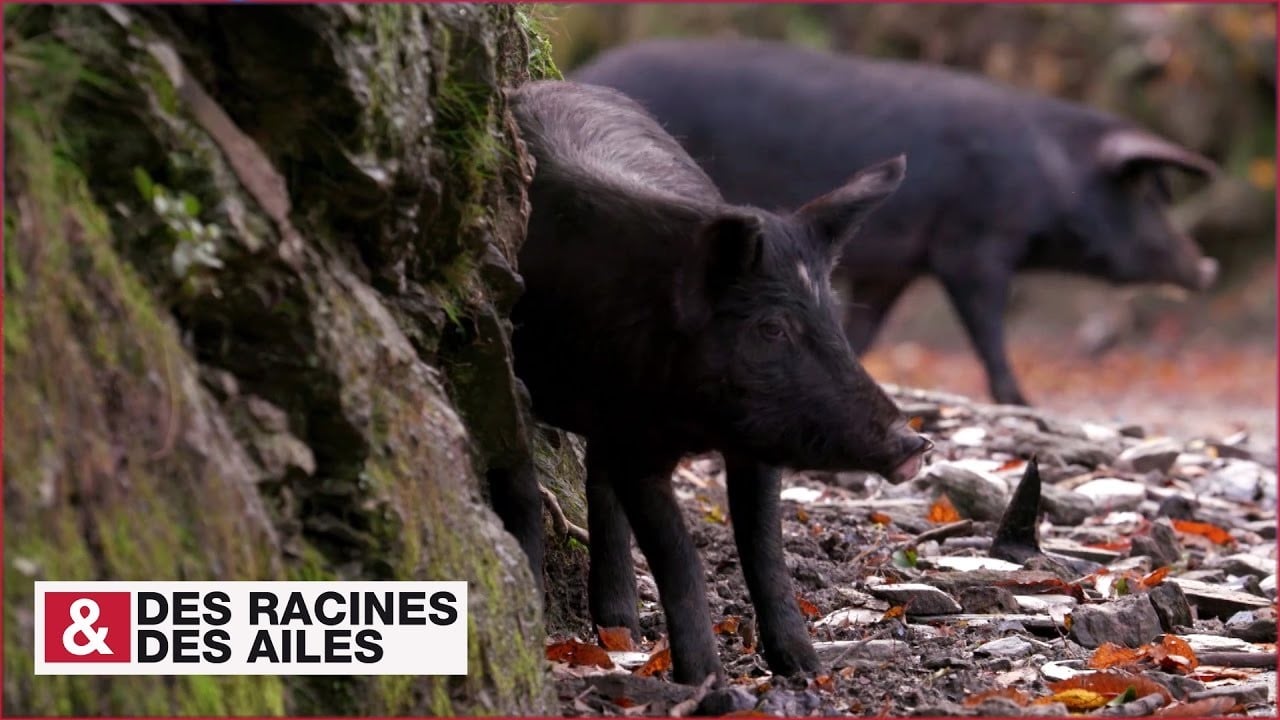 Porcs corses en plein air - Allevu u Porcu Cappusgiu