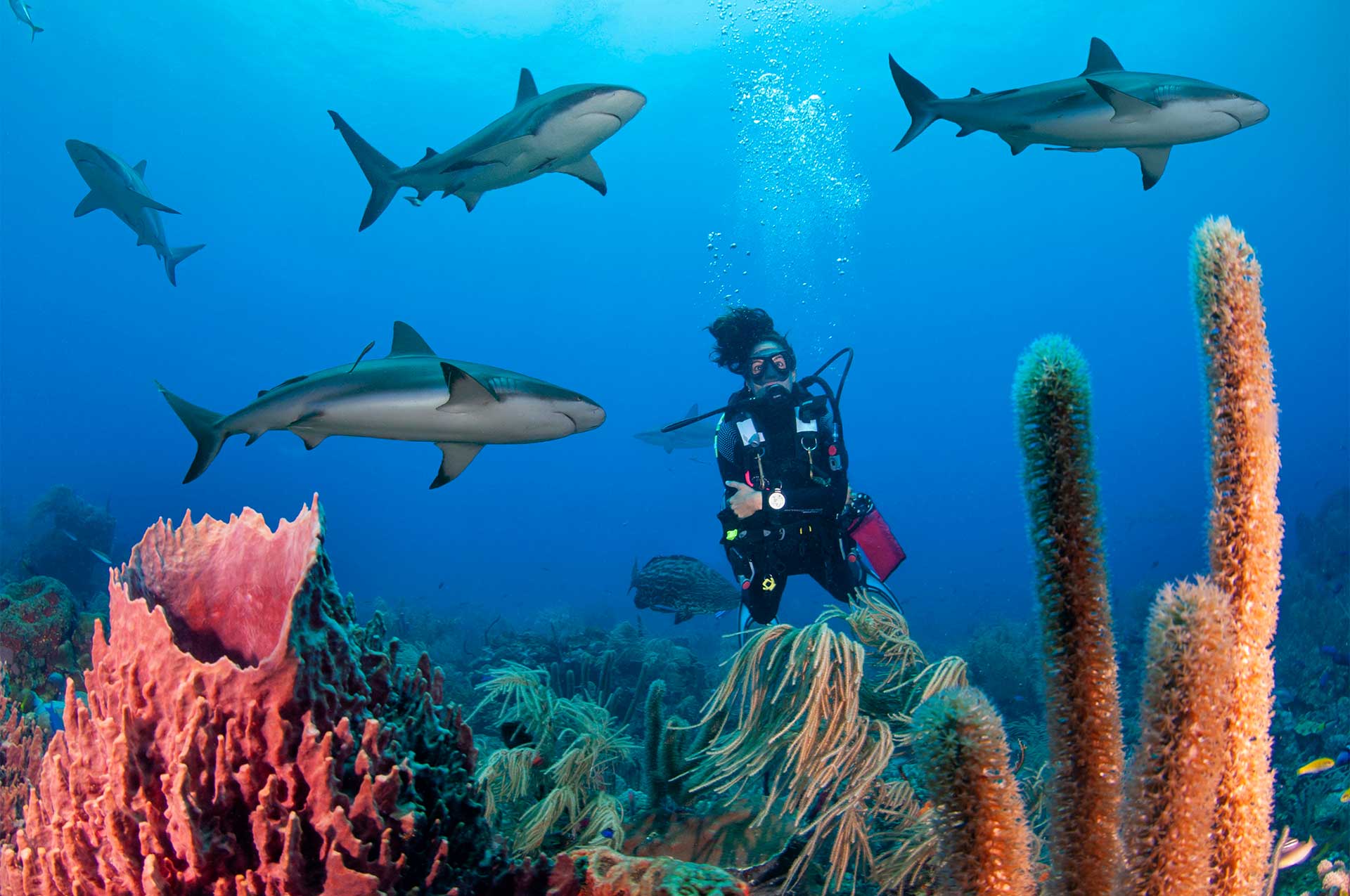 Roatan Barrier Reef Snorkeling