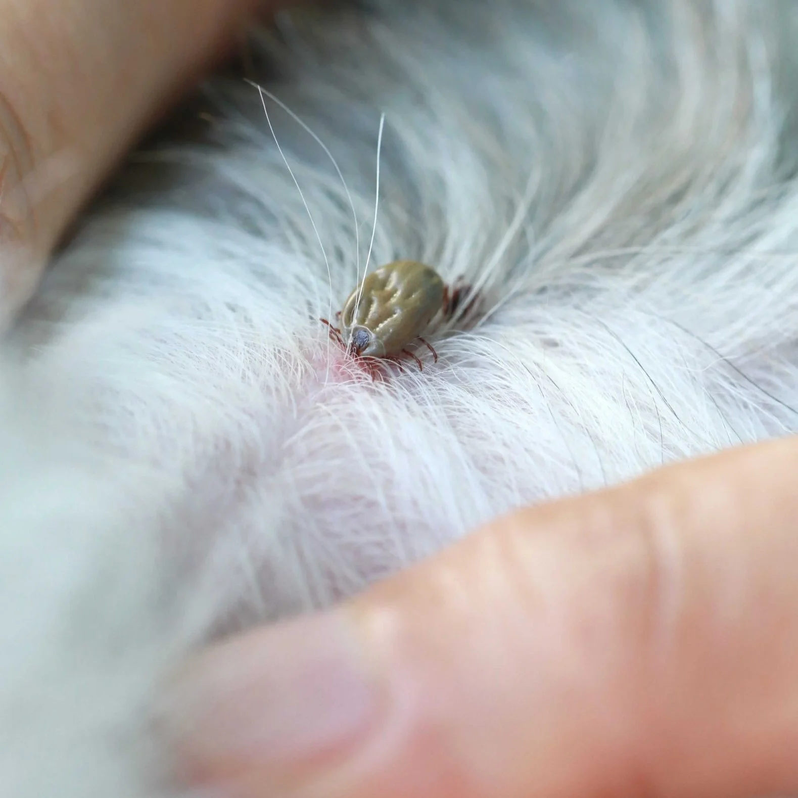 Fleas & Ticks