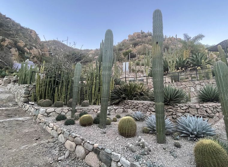 Jardín de Cactus