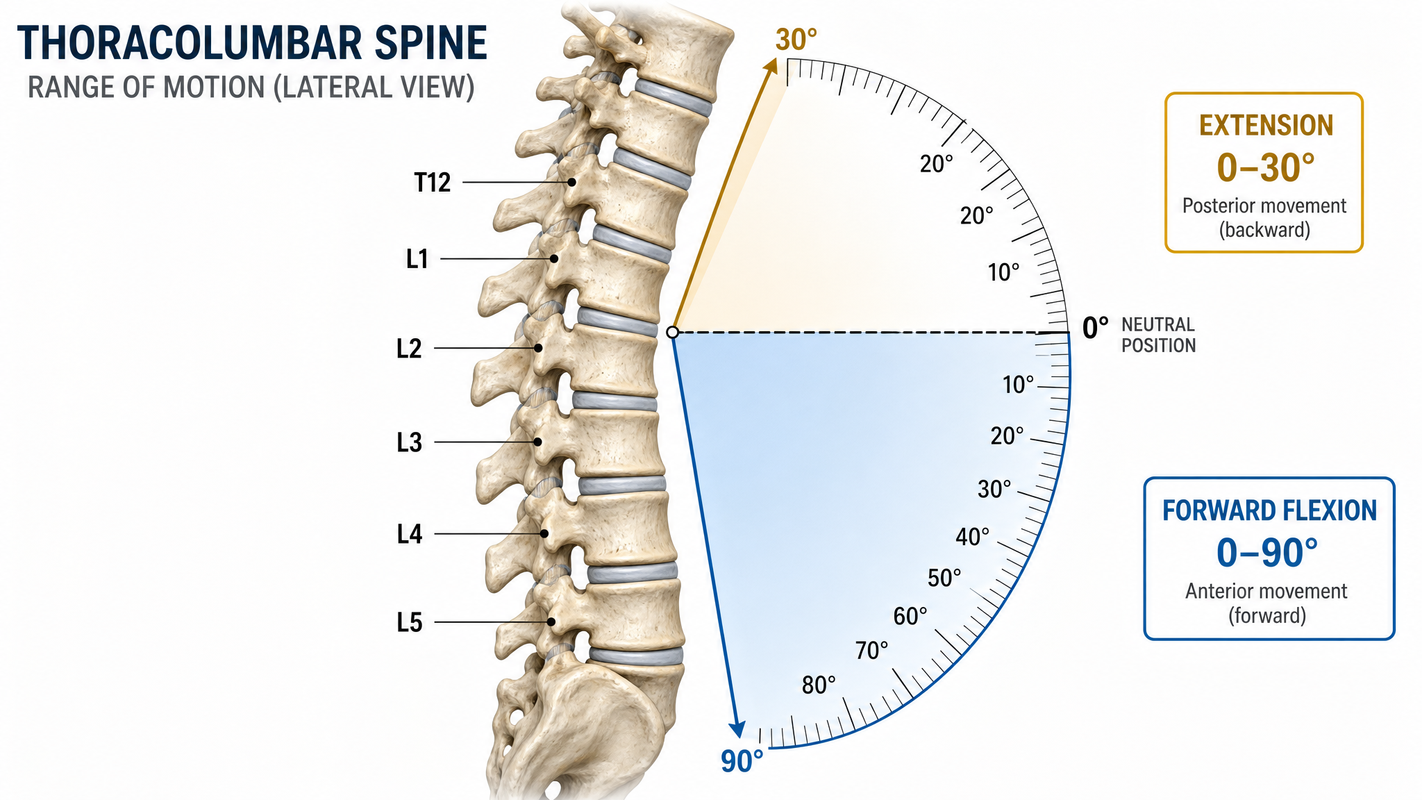 Anatomical diagram of thoracolumbar spine range of motion showing forward flexion to 90 degrees and extension to 30 degrees