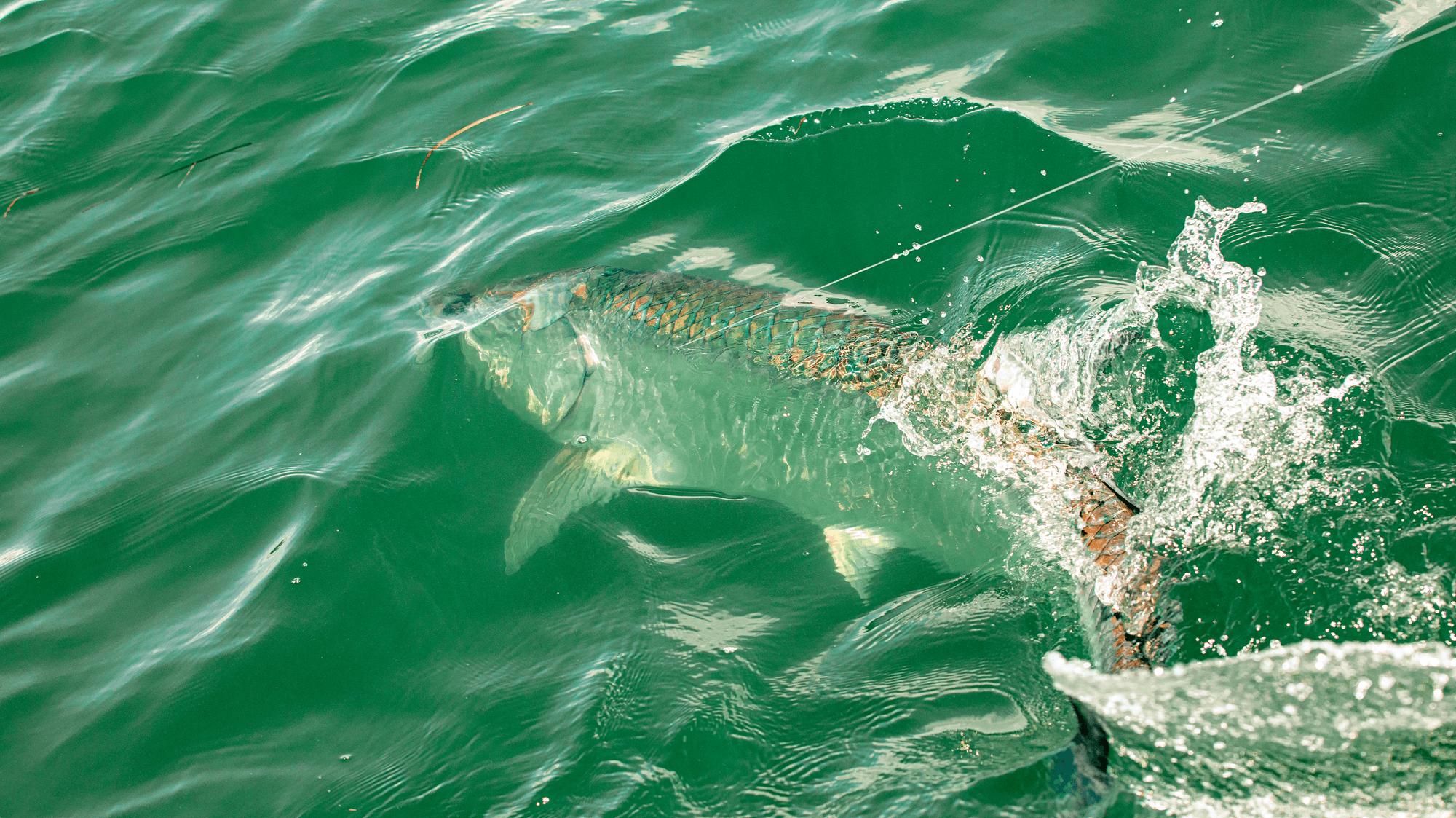Florida Keys Tarpon Fishing