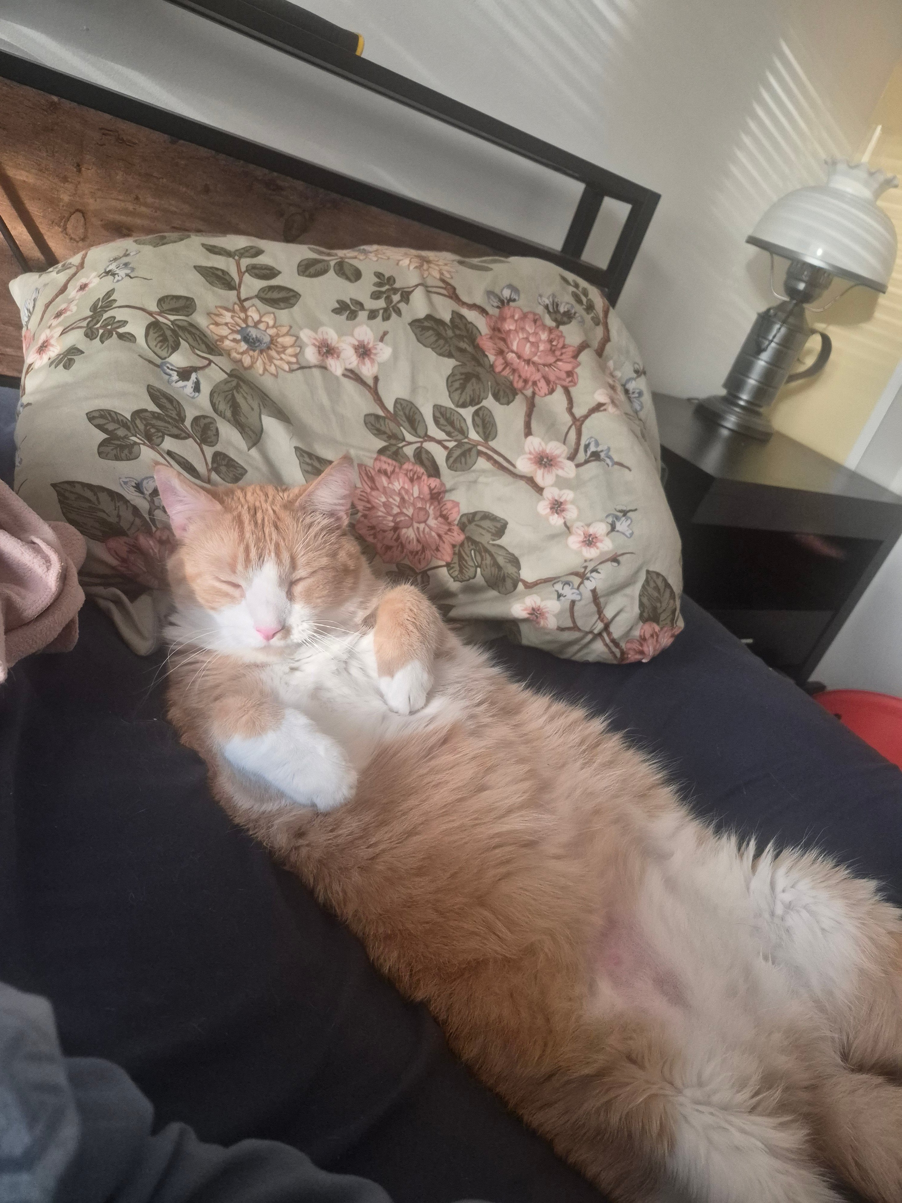 Milo sleeping peacefully on a bed with a floral pillow