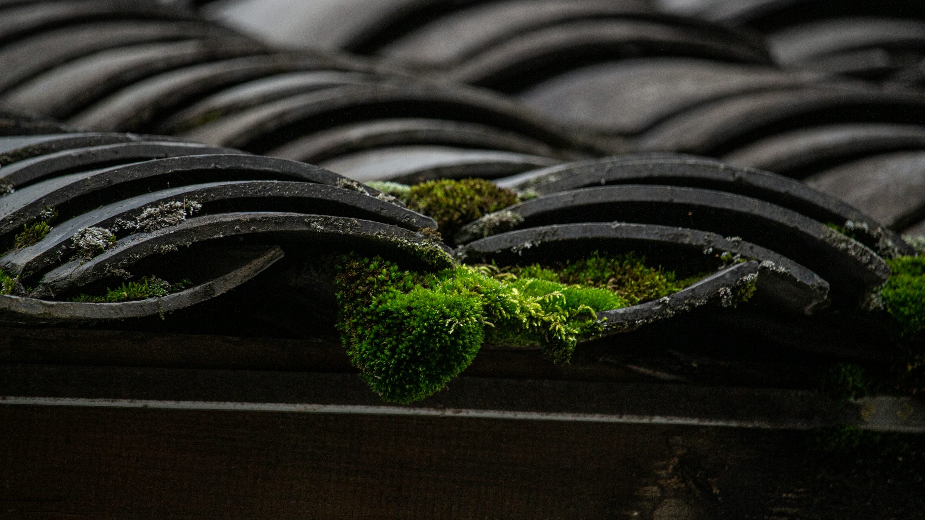 Roof tiles covered in green moss