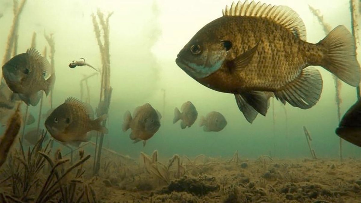 Bluegill photo