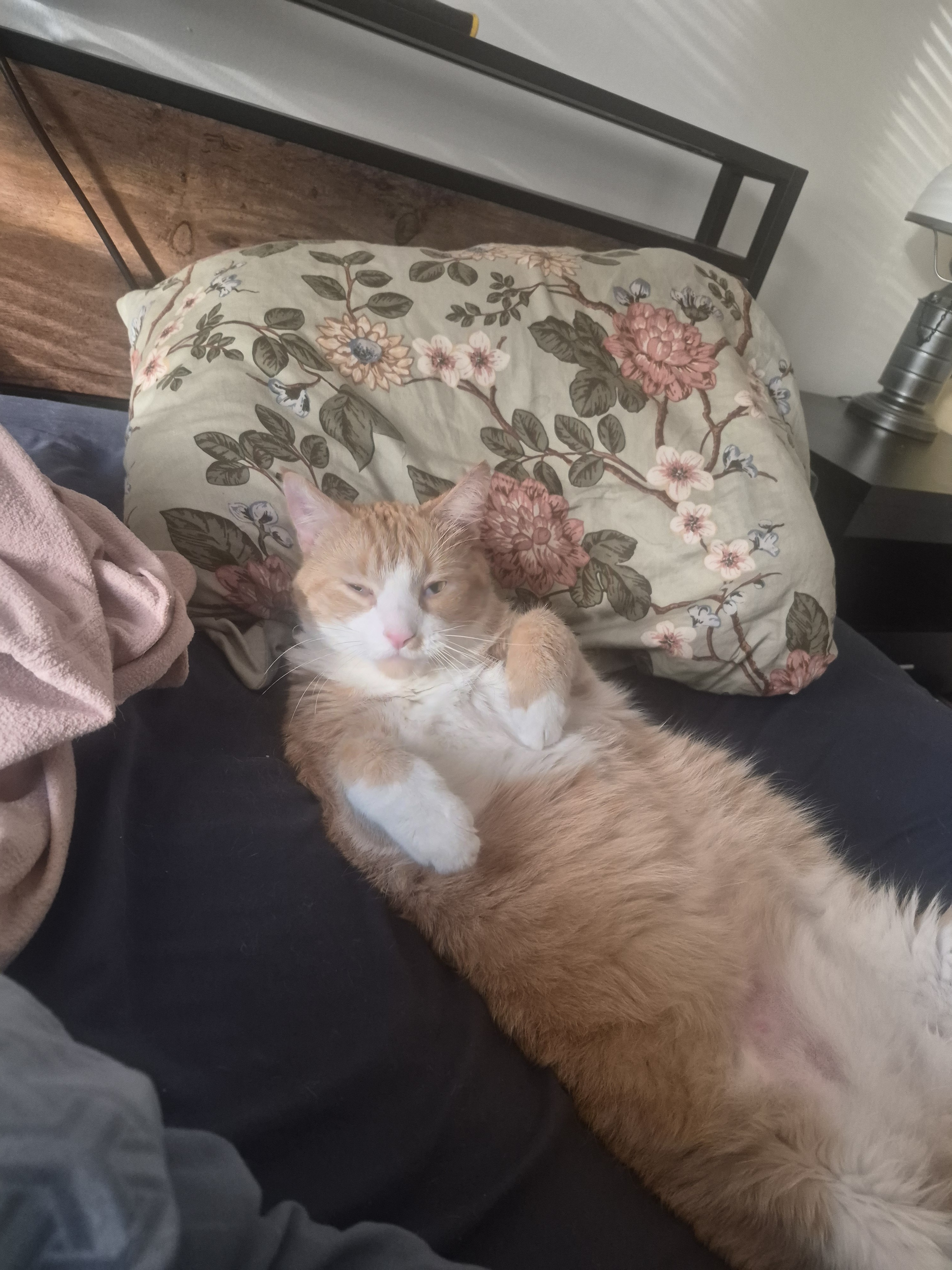 Milo on the bed with eyes half open and paws tucked