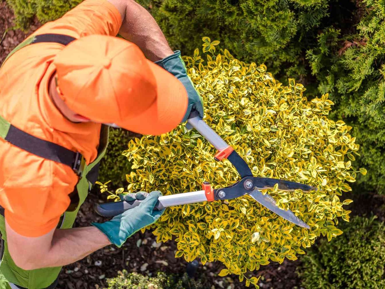 Working Earth horticulturist caring for a Sydney garden