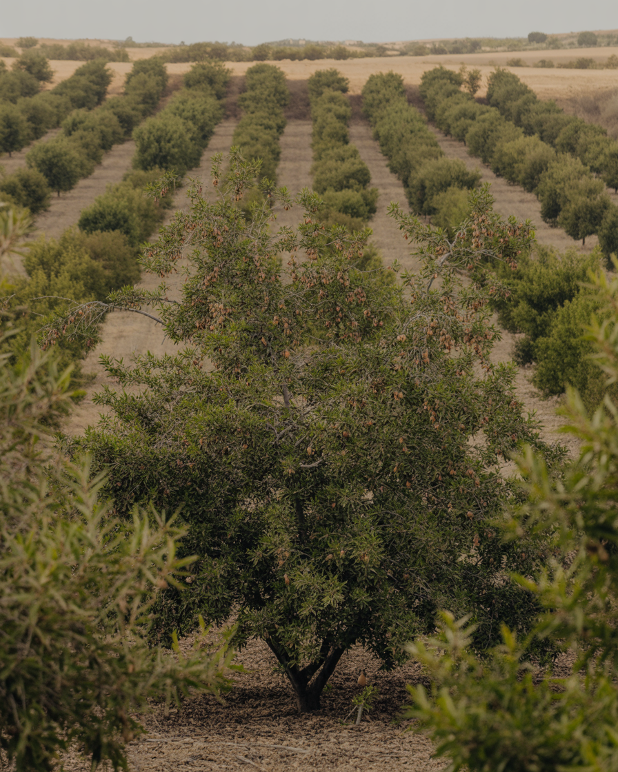Almond Orchard in Aragon, Spain