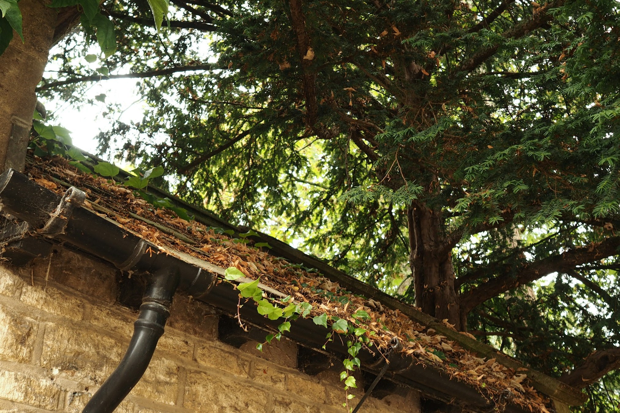 Moss-filled gutter under overhanging trees