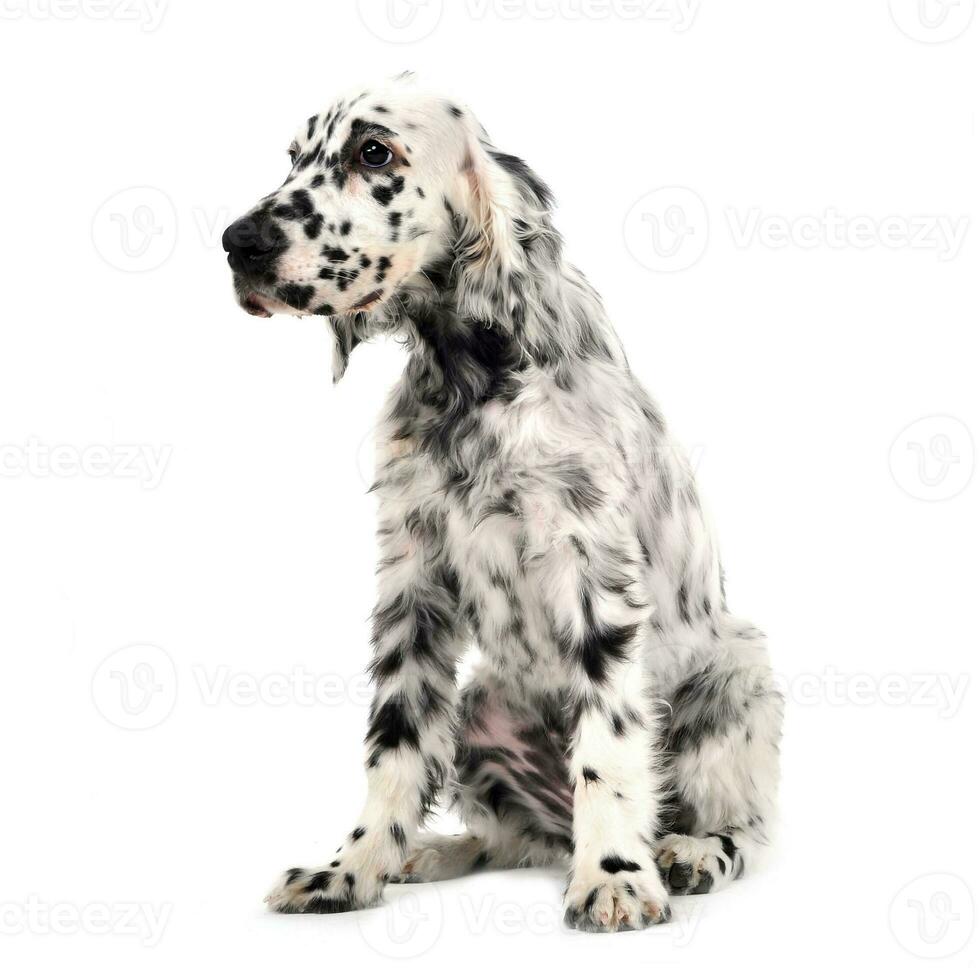 English Setter - ethically bred puppies