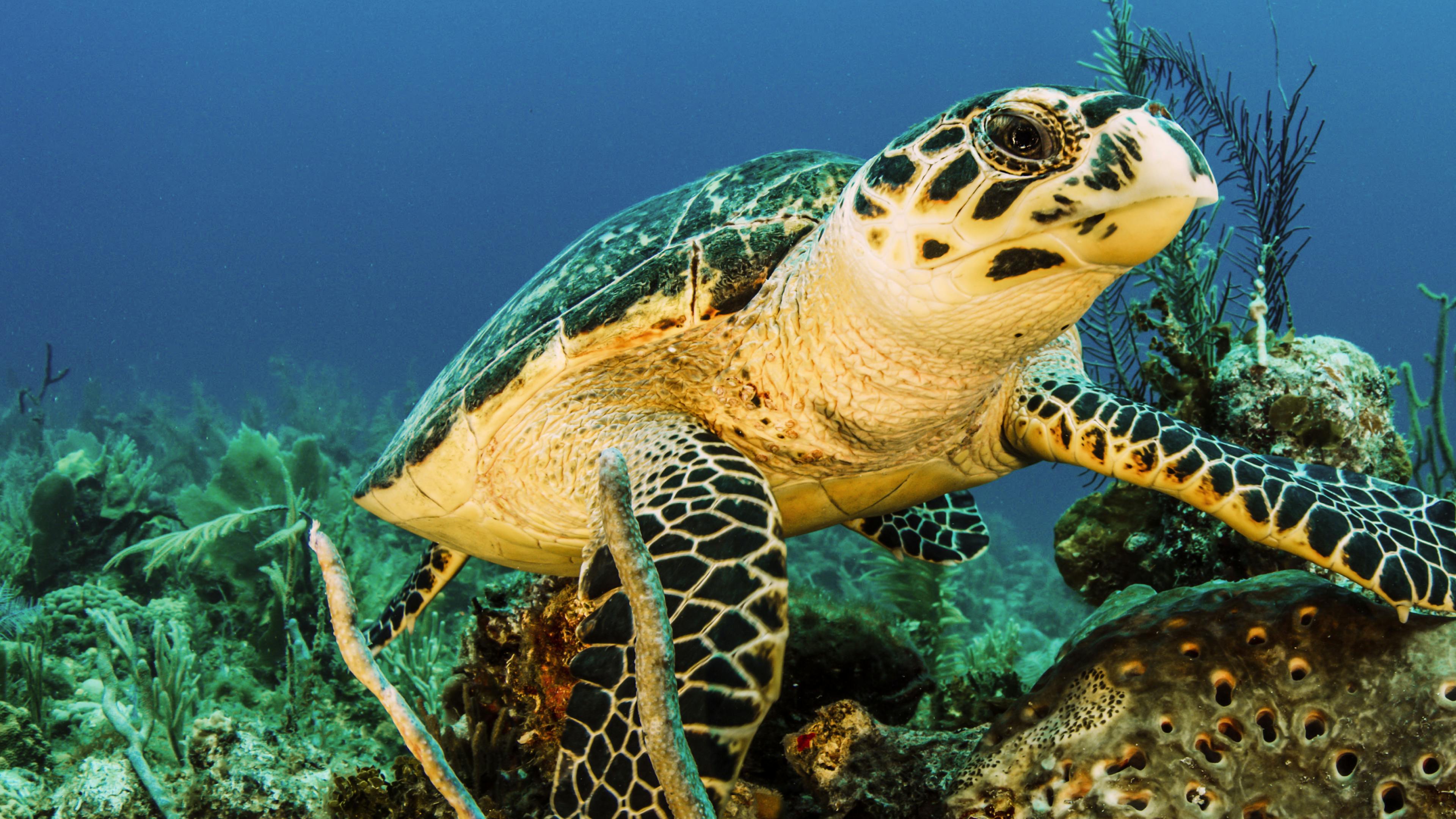 Kehidupan Laut Bawah Air