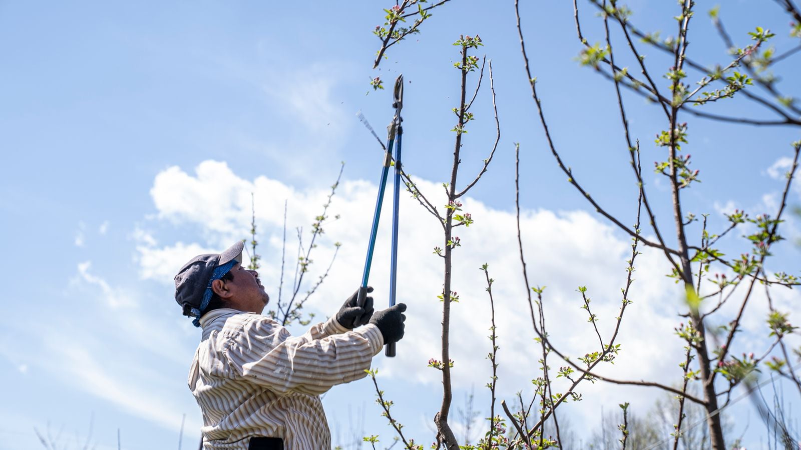 Tree Cutting & Pruning work at a Northamptonshire property – photo 4
