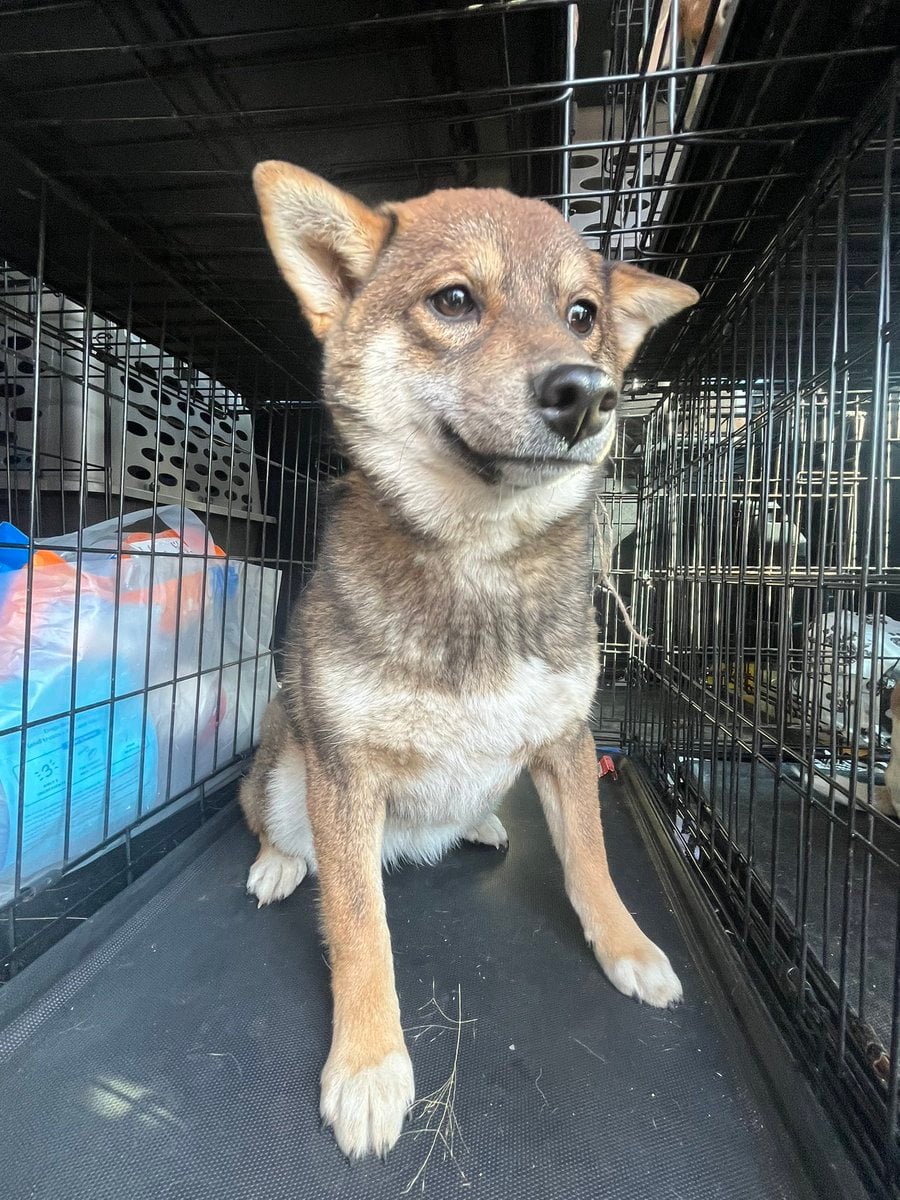 Shiba Rescues