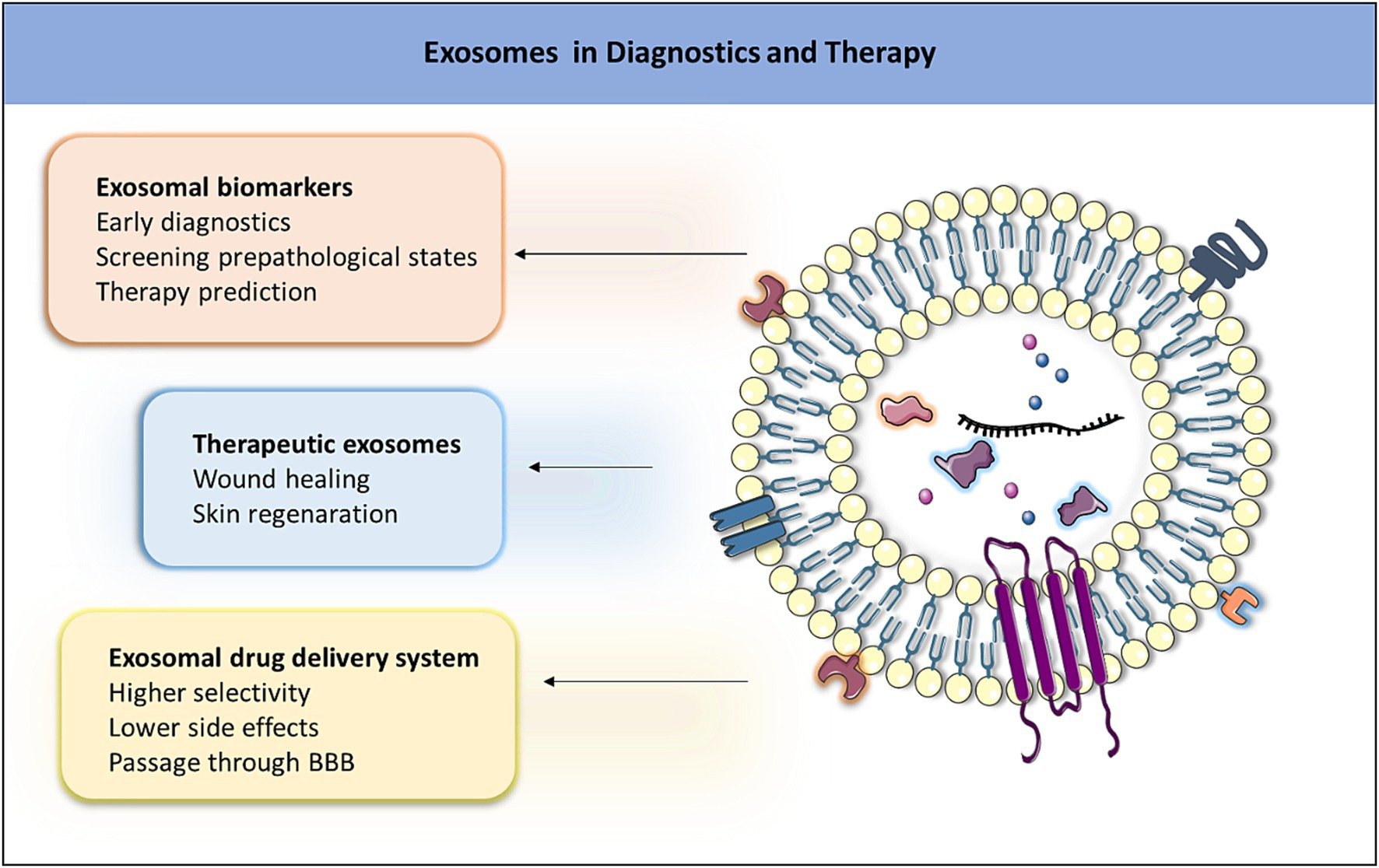 Exosome Therapy