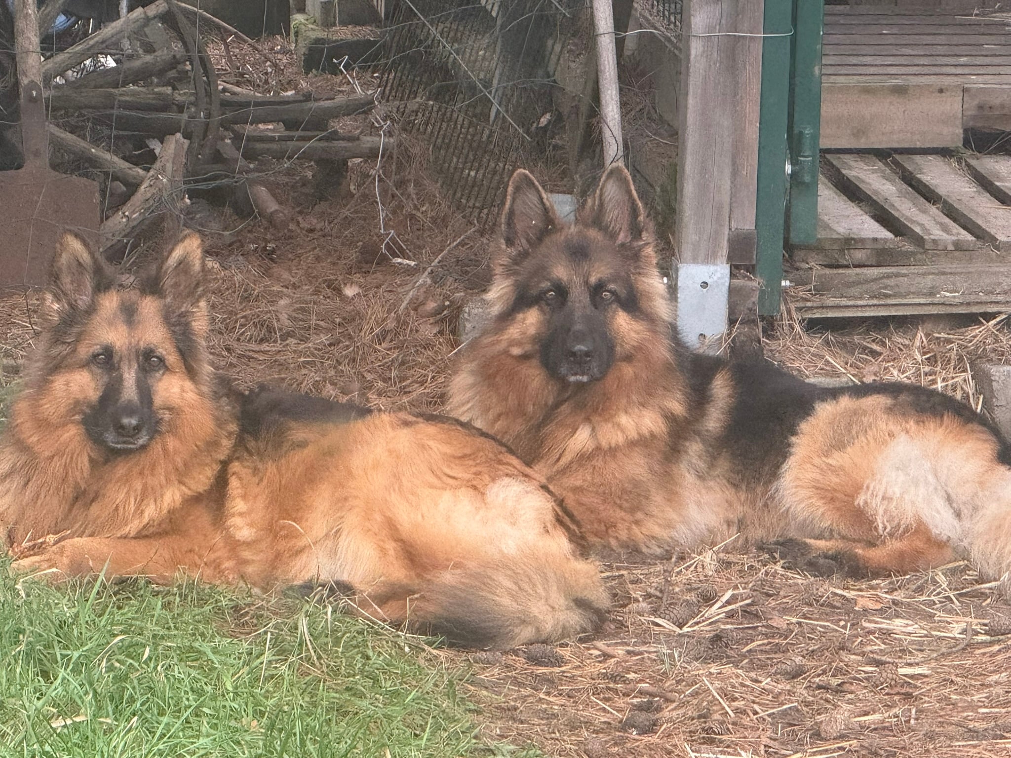 Ada & Rex - K9 Backup Unit together