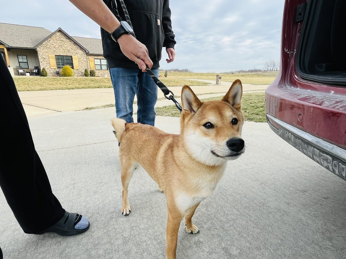 Yoshi Rescue Complete