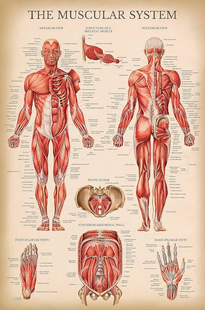 Charts & Posters