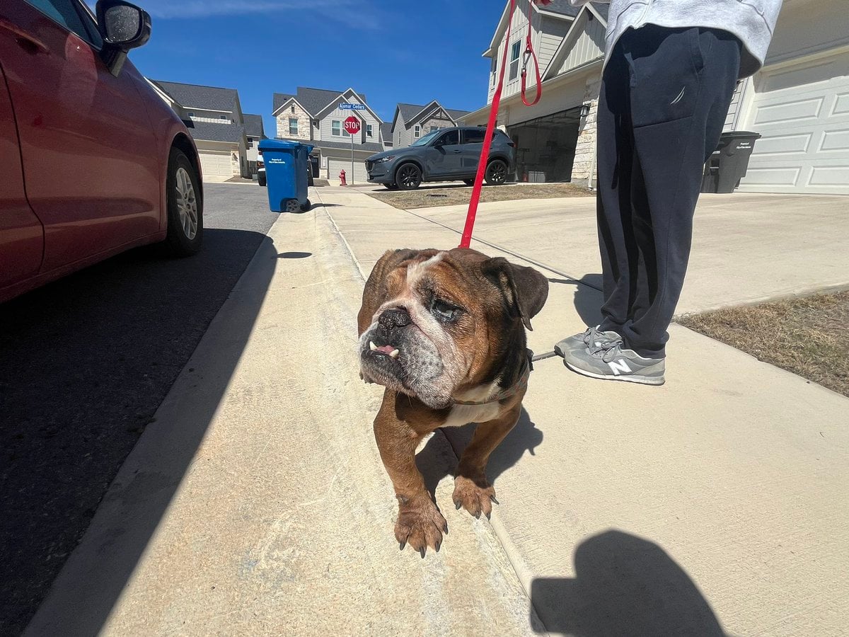 Susie & Archie to Arizona photo 2