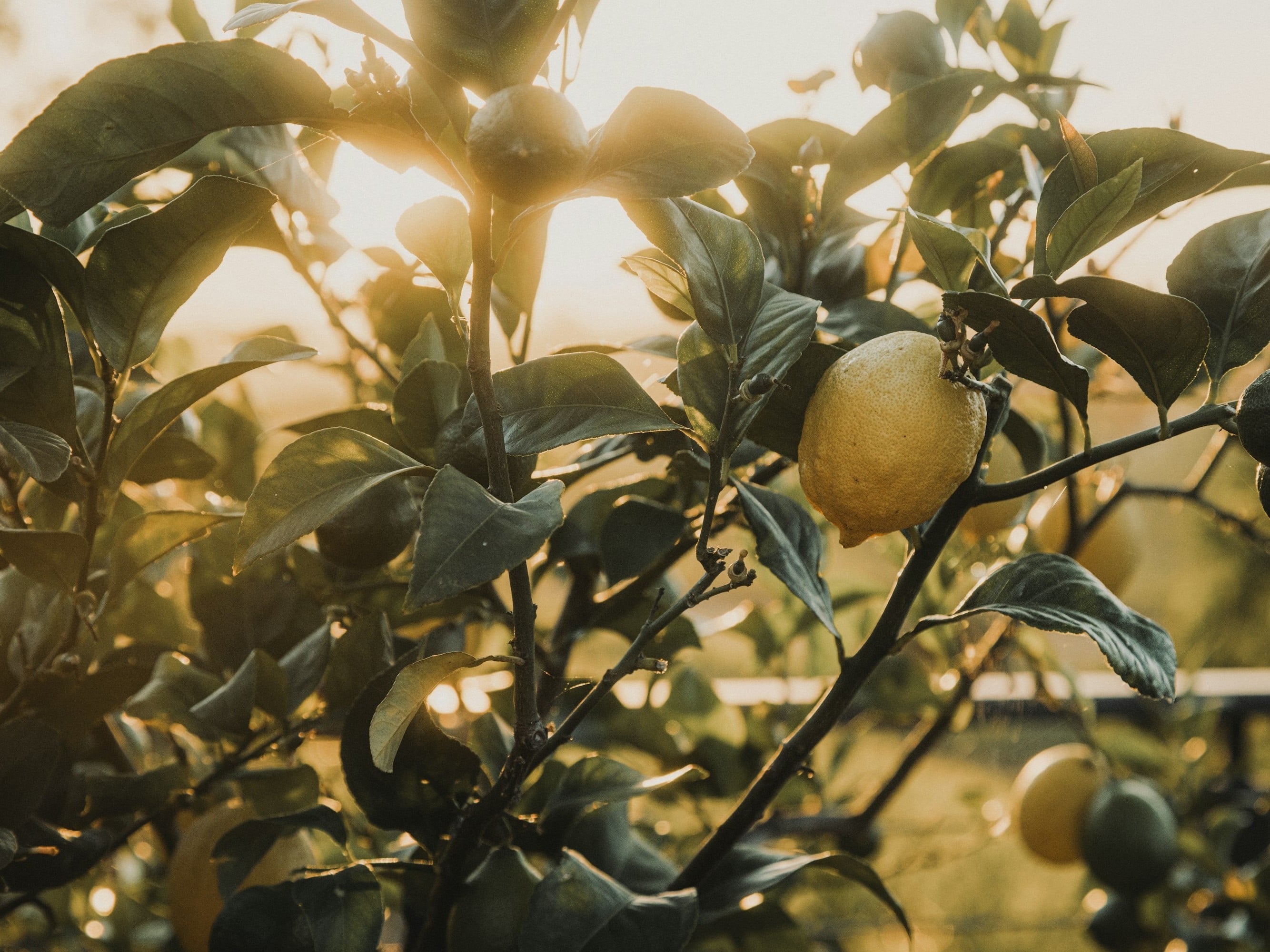 Limoni Sfusato Amalfitano della Costiera