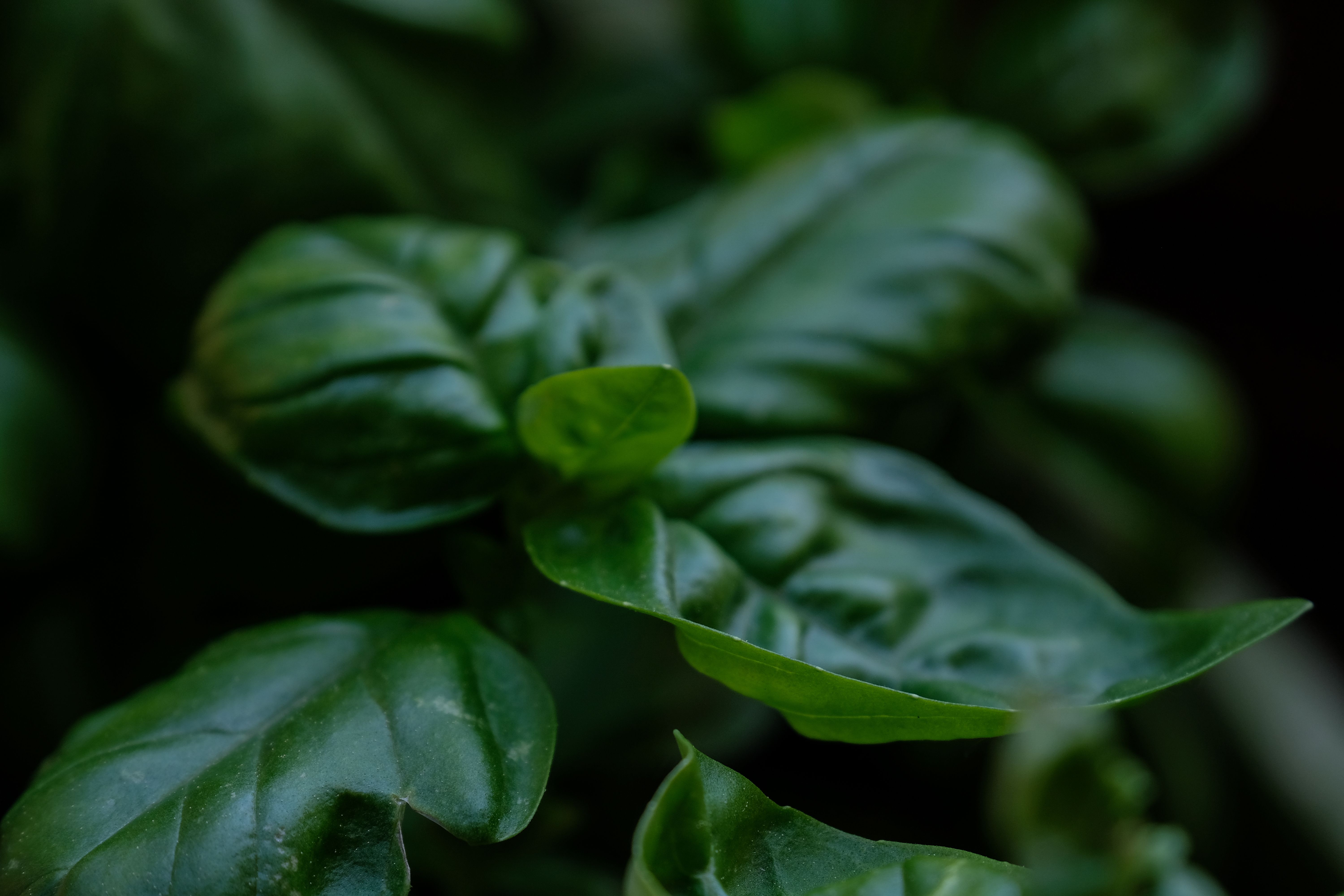 Basil — ingredient guide