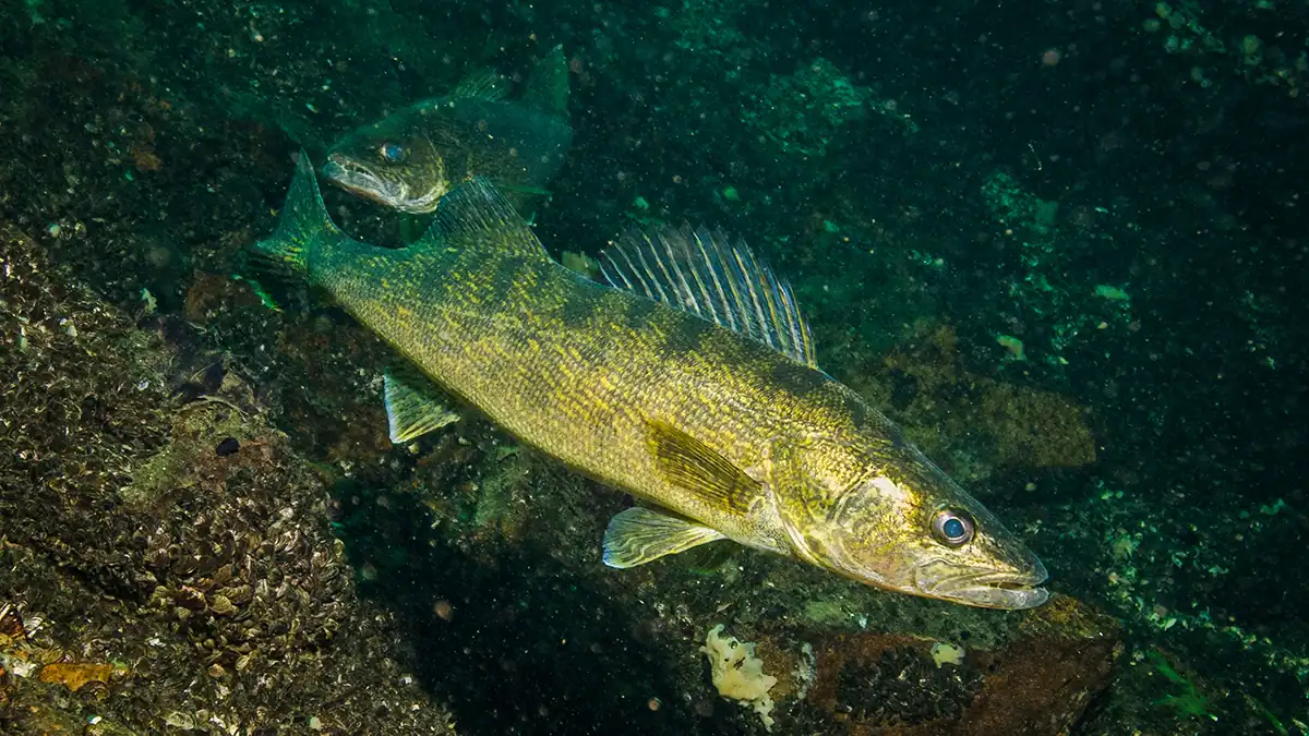 Walleye photo