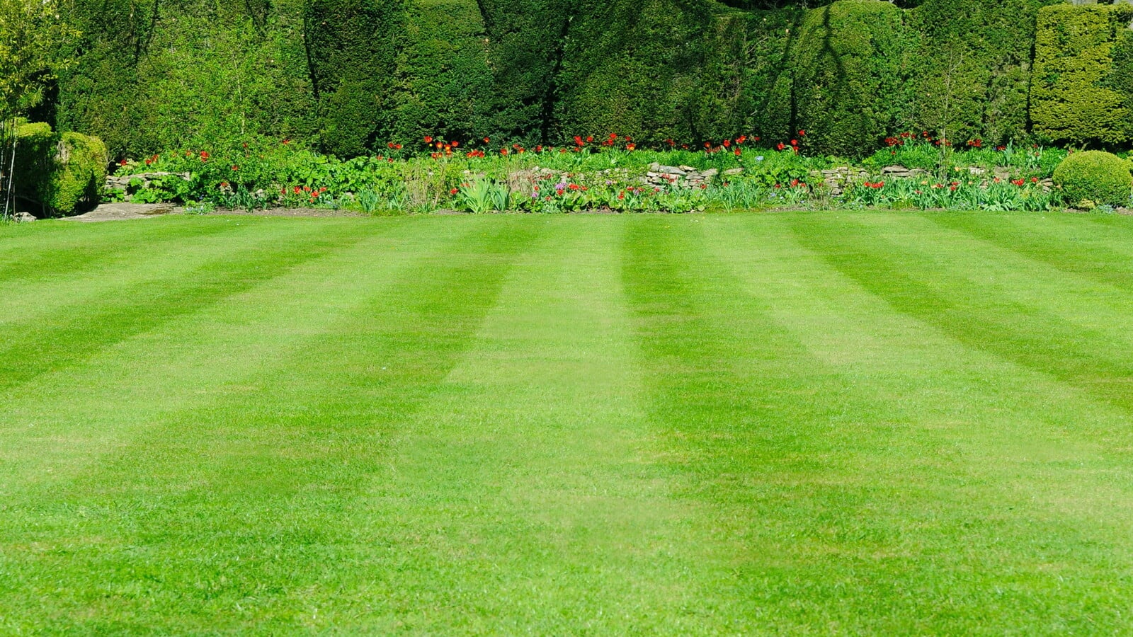 Striped lawn residential garden