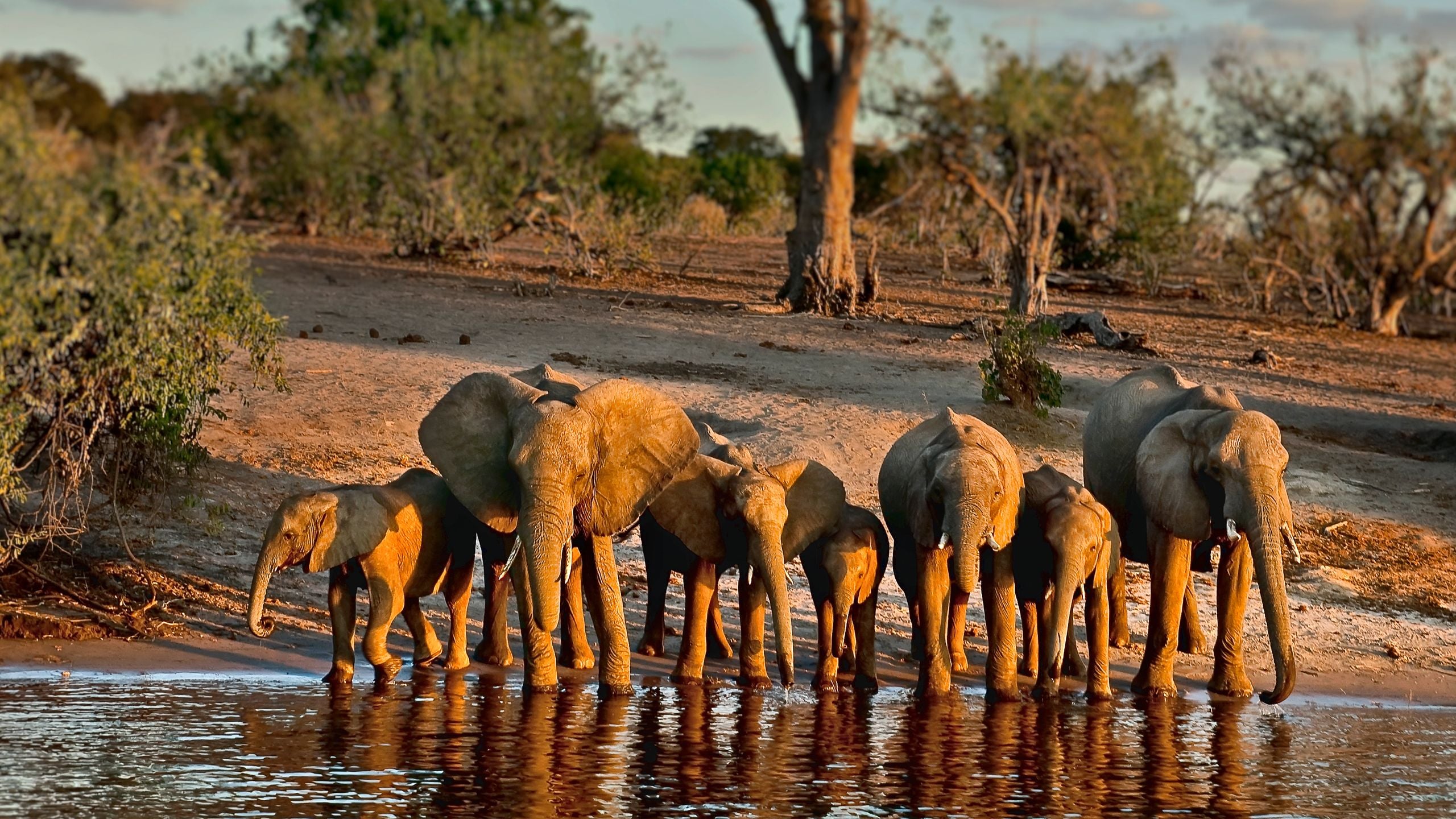 Big Five Safari Guide: How to See Africa's Most Iconic Animals