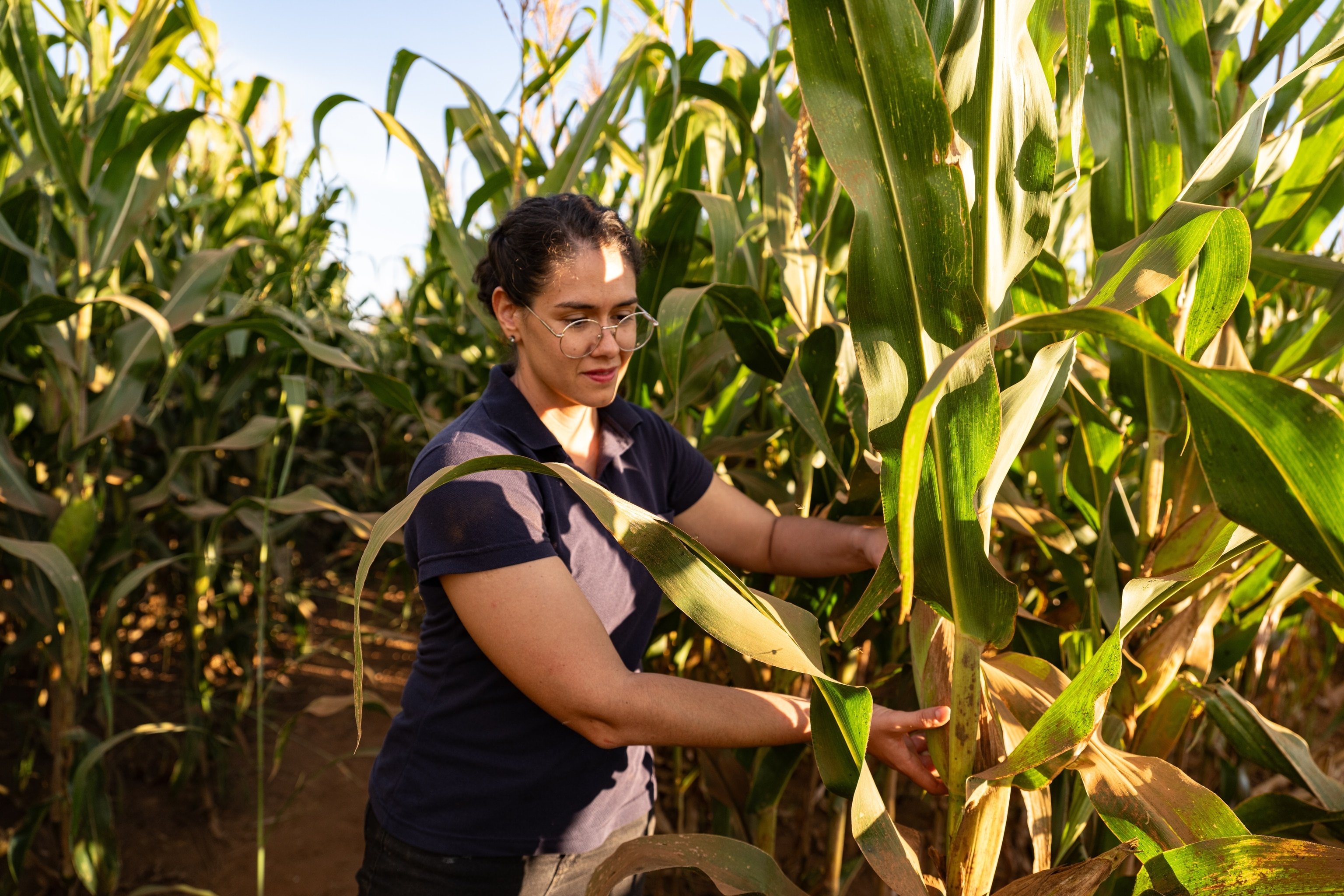 Agricultura próspera