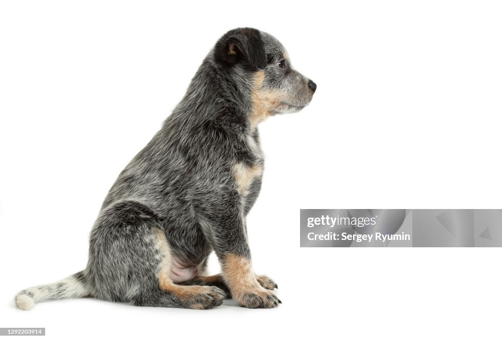 Keeping Your Australian Cattle Dog Happy: Exercise & Mental Stimulation Guide
