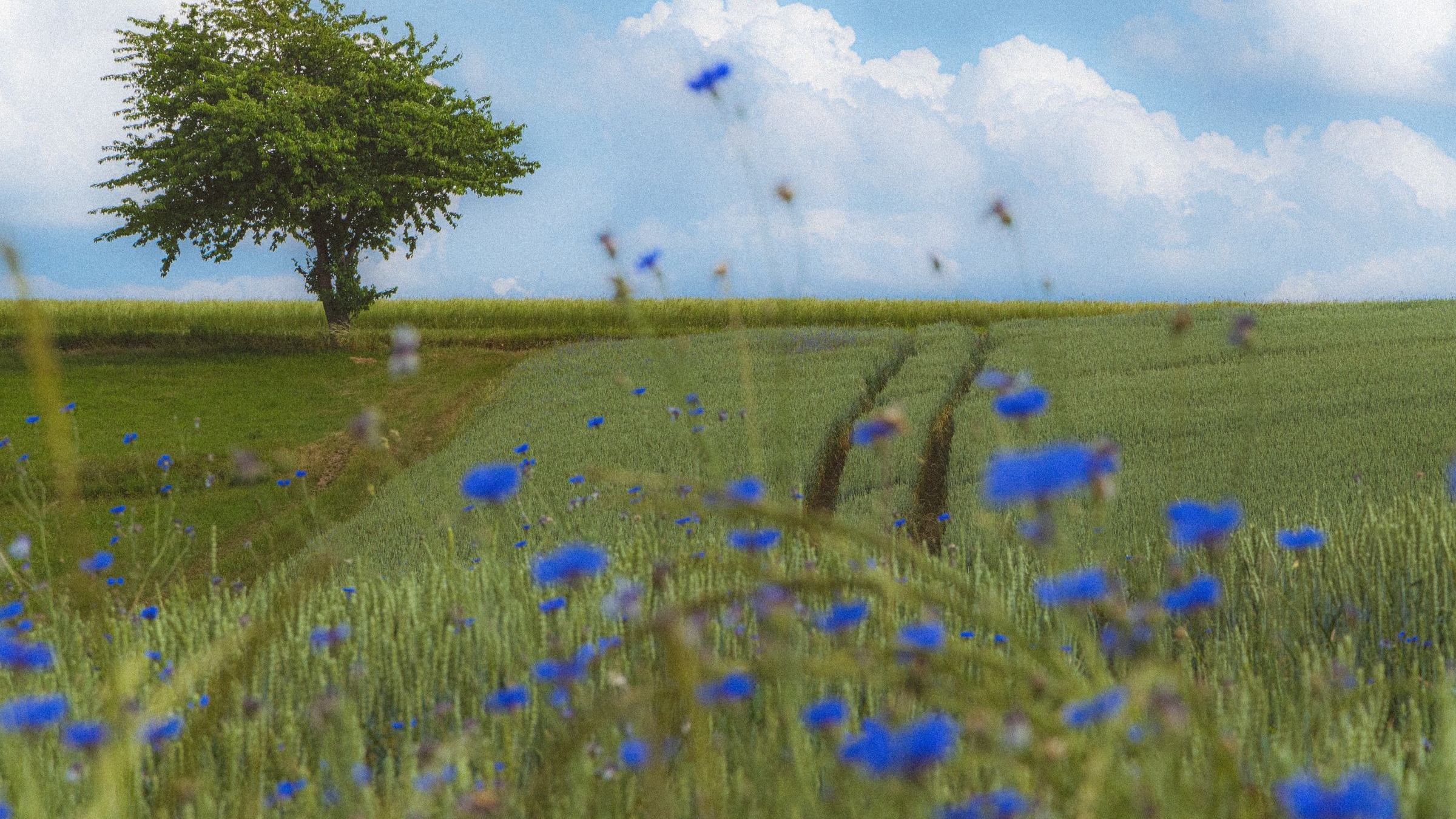 Rural UK meadow with trees