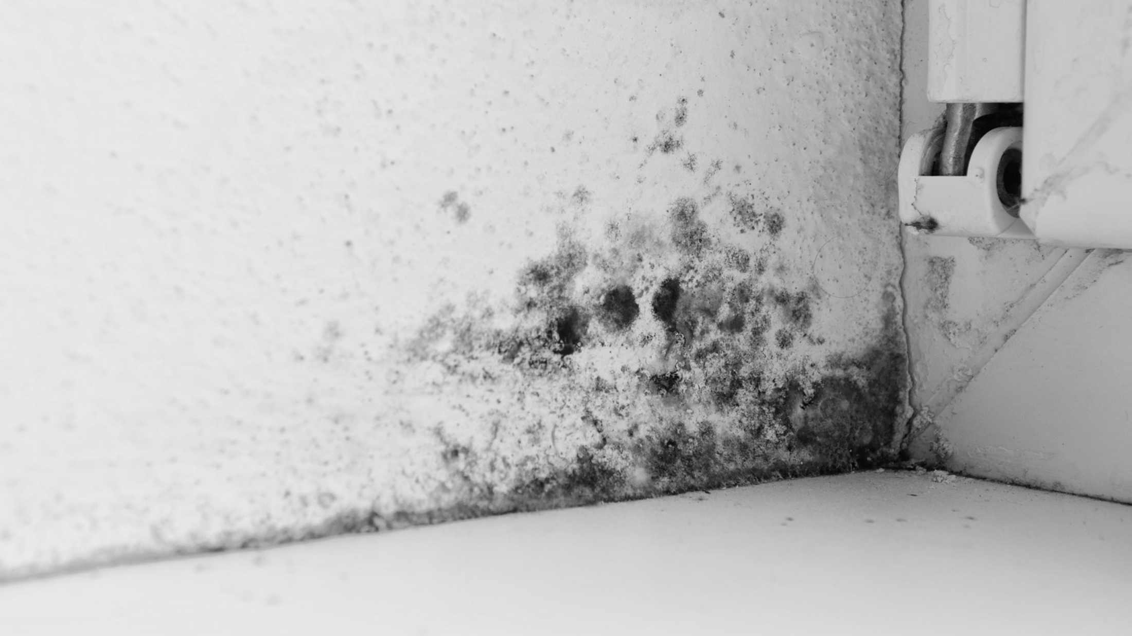 Mould Control