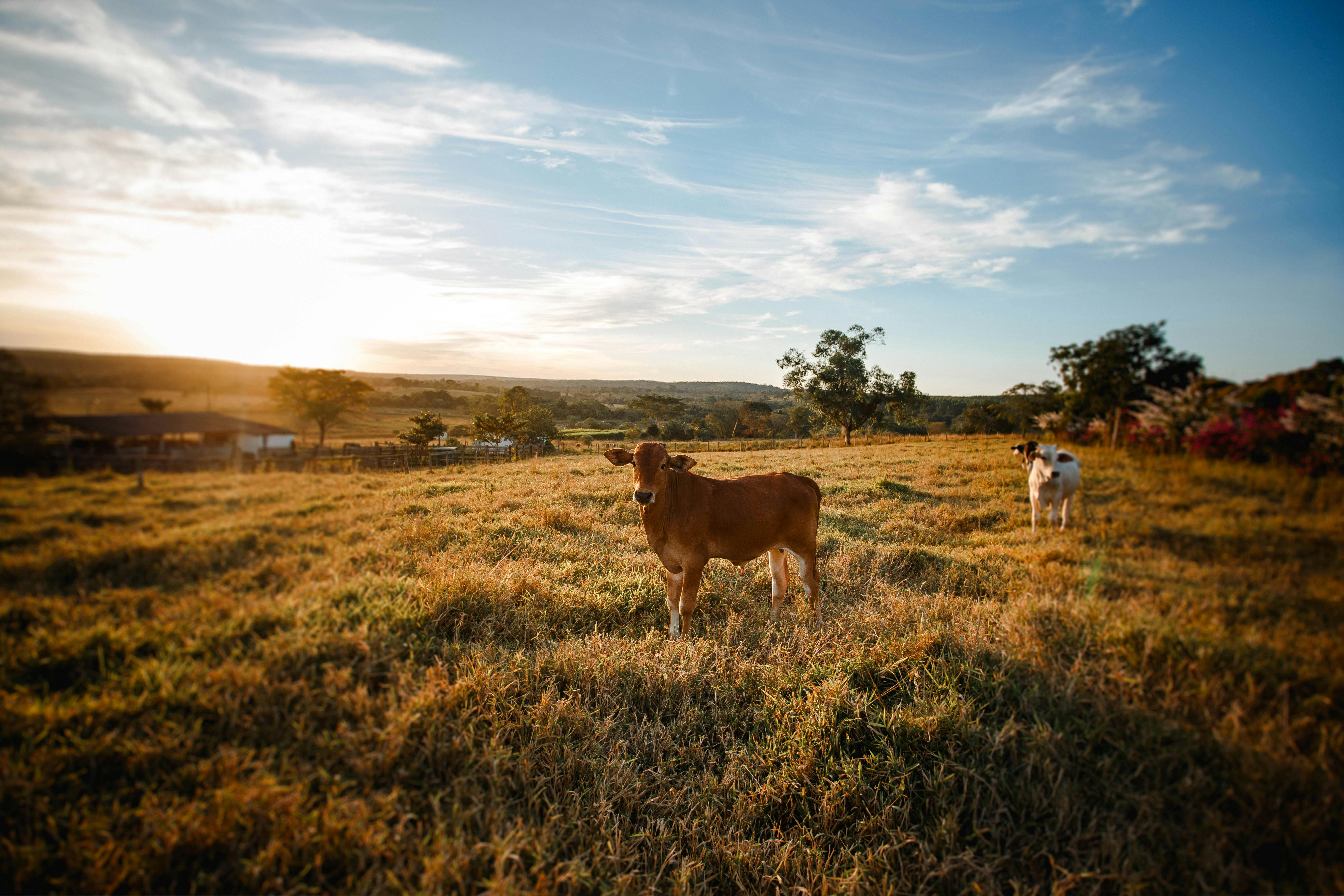 Premium Boran Cattle in Dodoma, Tanzania
