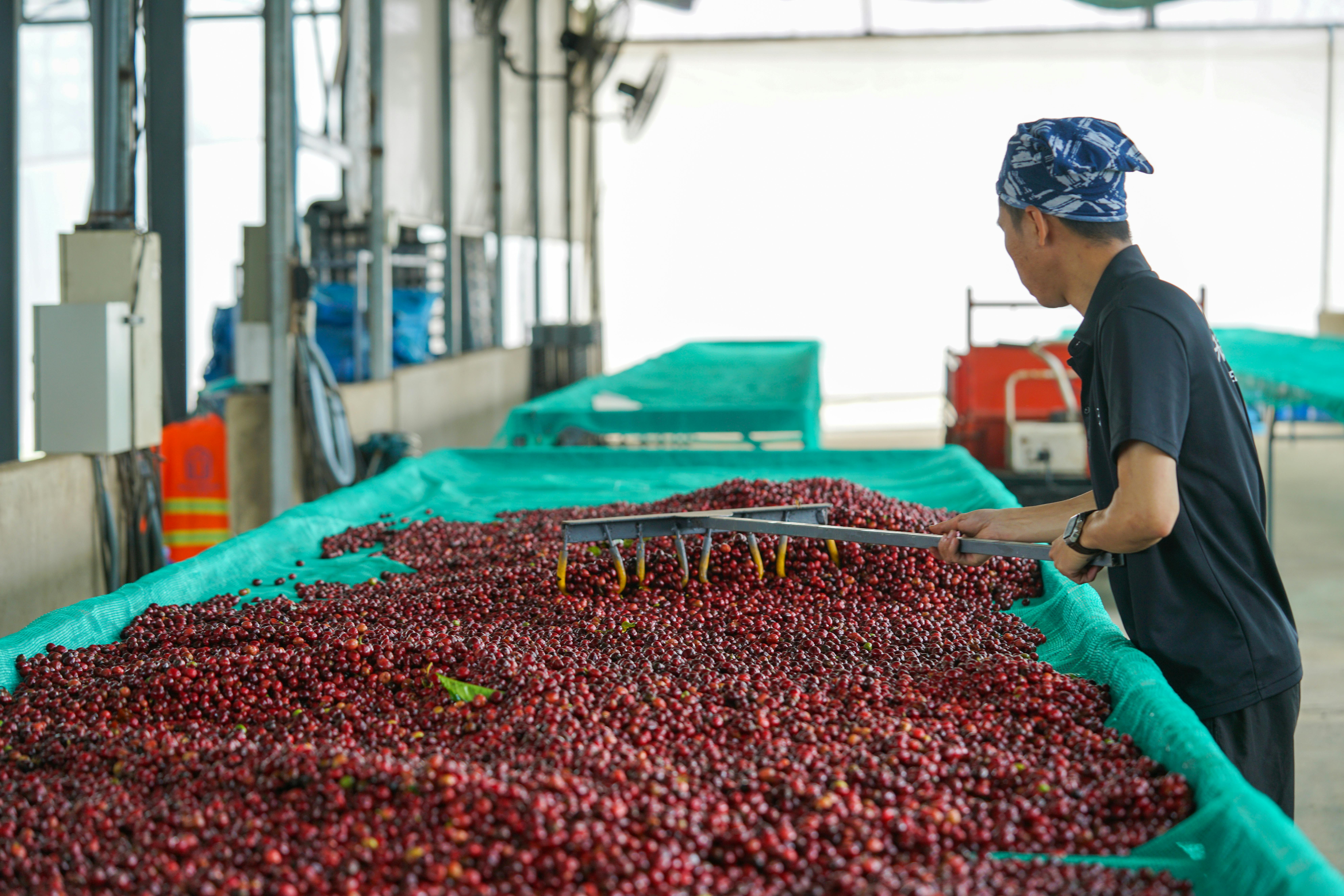 Premium Robusta Coffee Beans