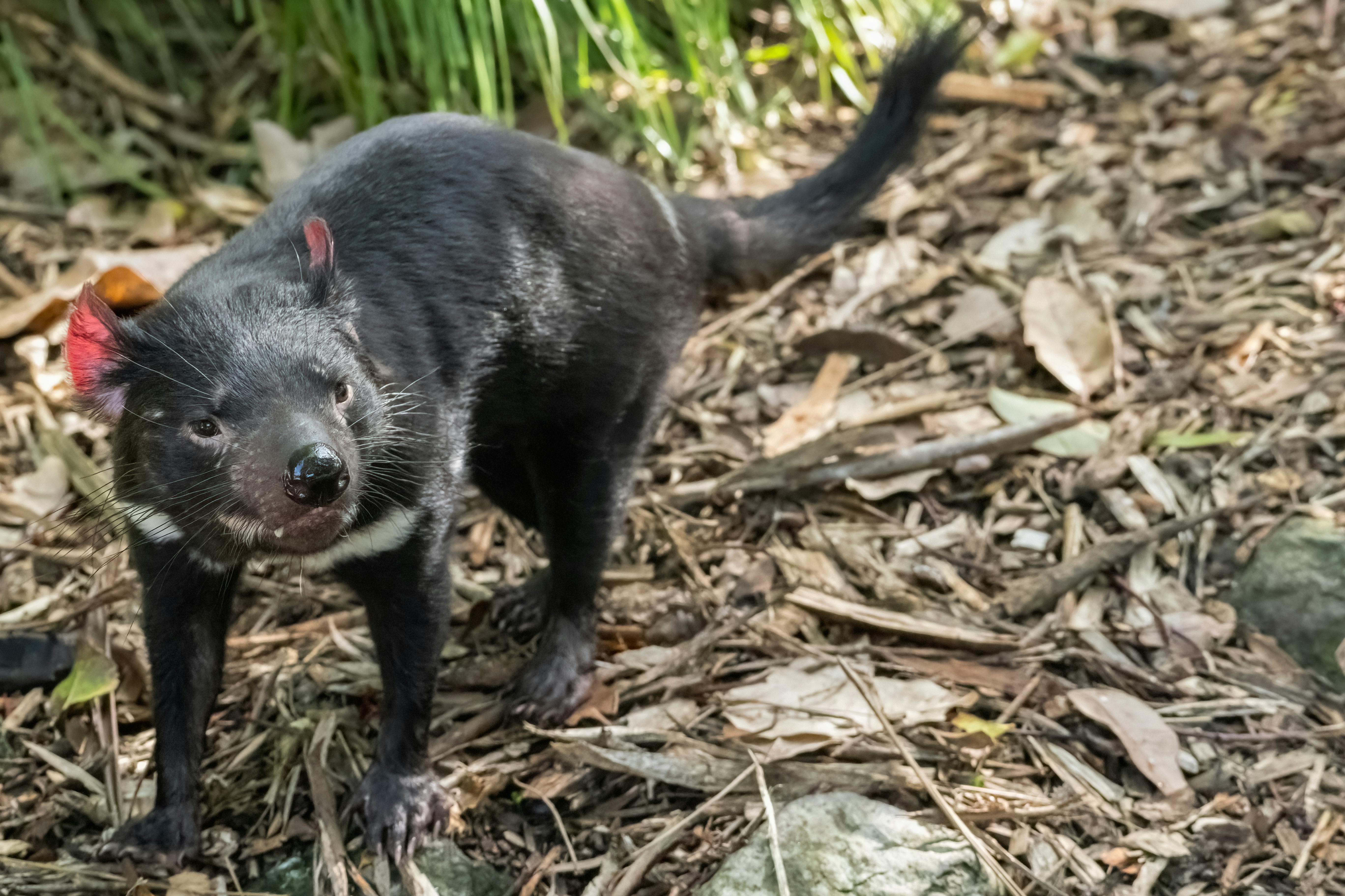 Tasmanian Devil Sanctuary VIP
