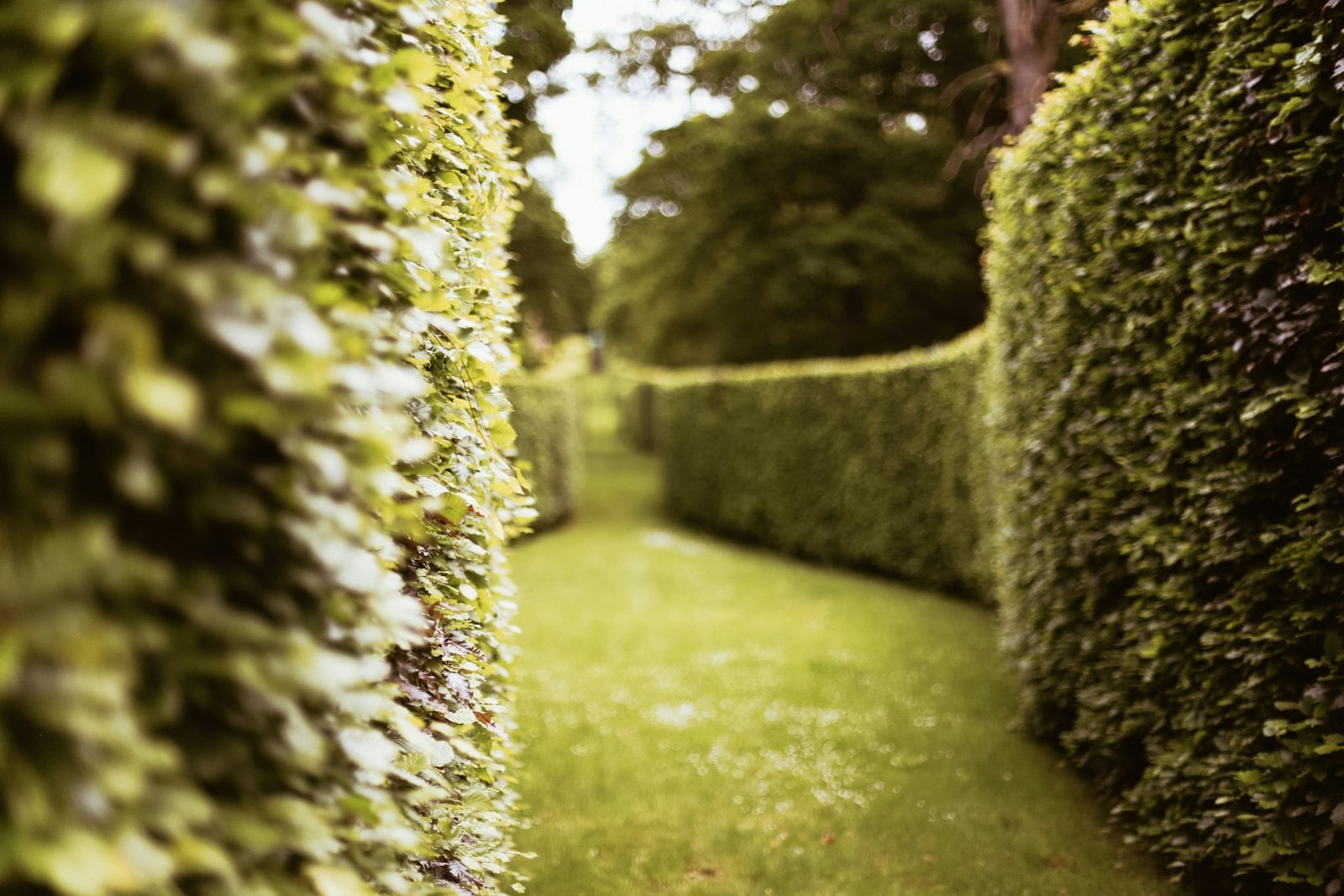 Tree & Hedge Reduction work at a Northamptonshire property – photo 5