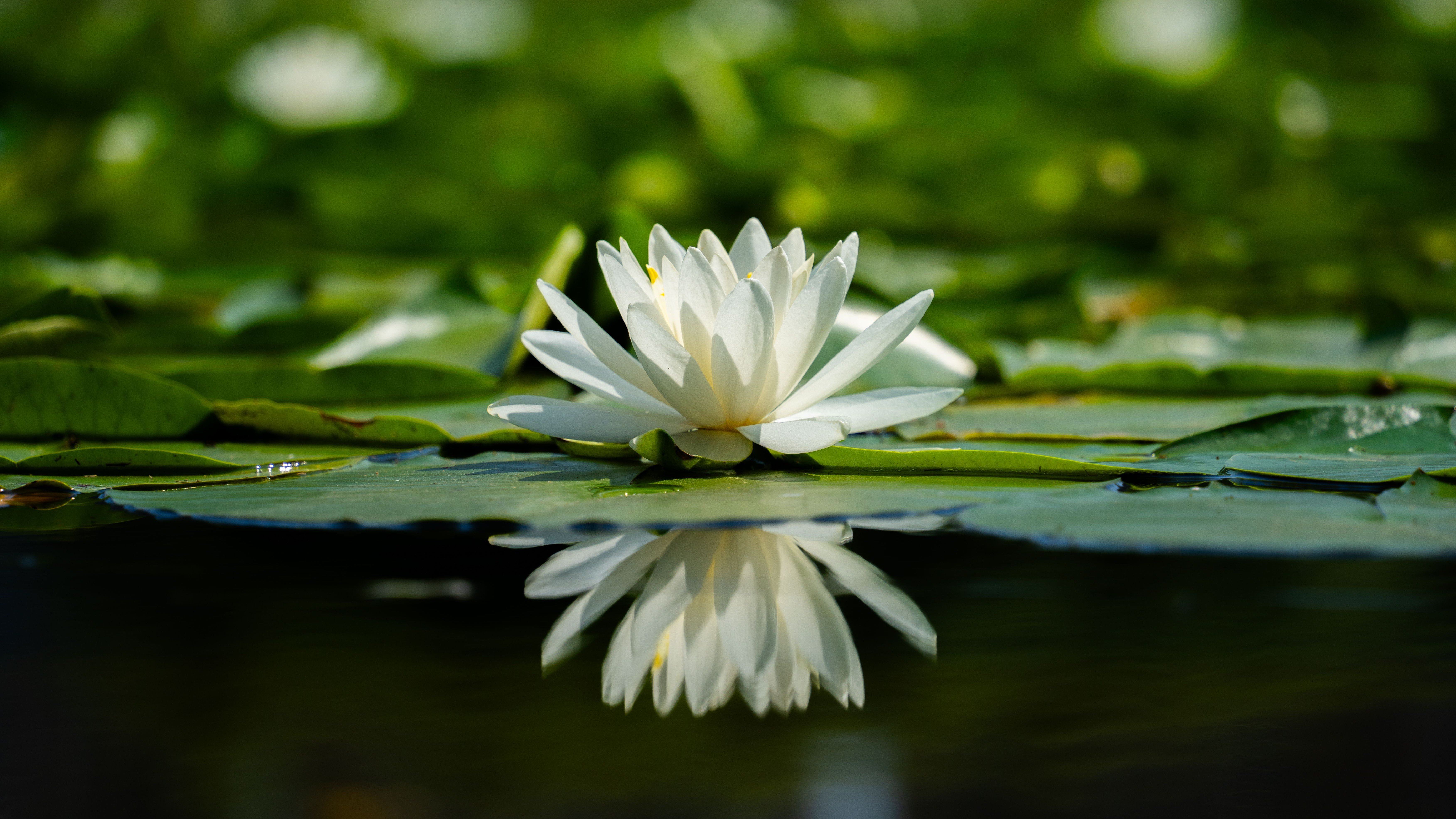 Peaceful lotus on water