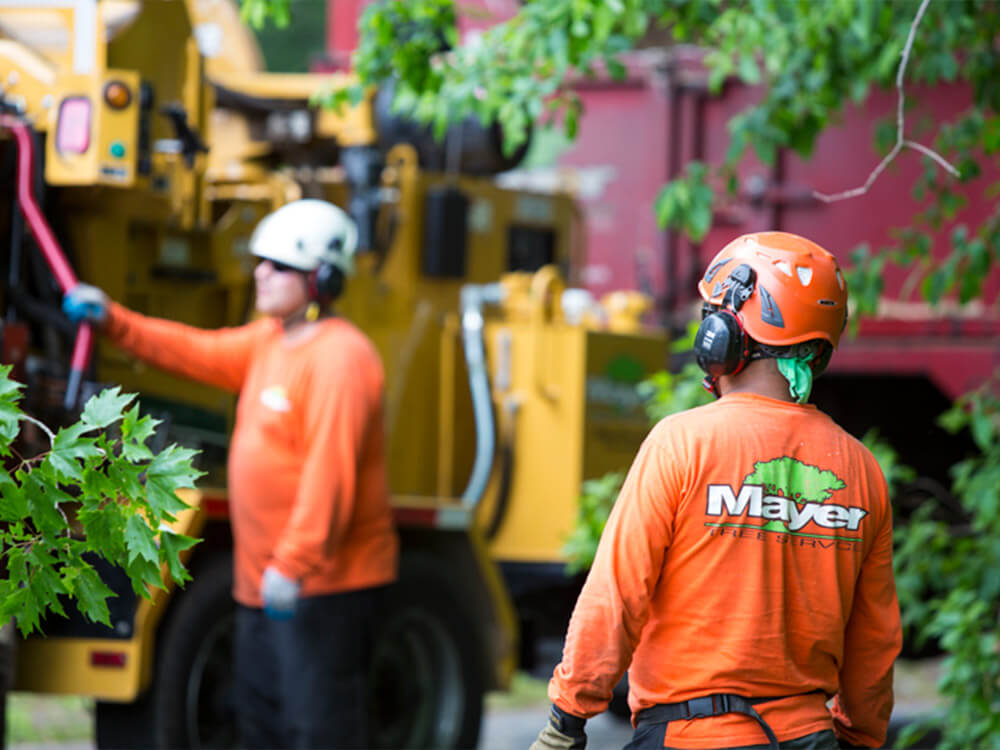 Tree Cutting Services