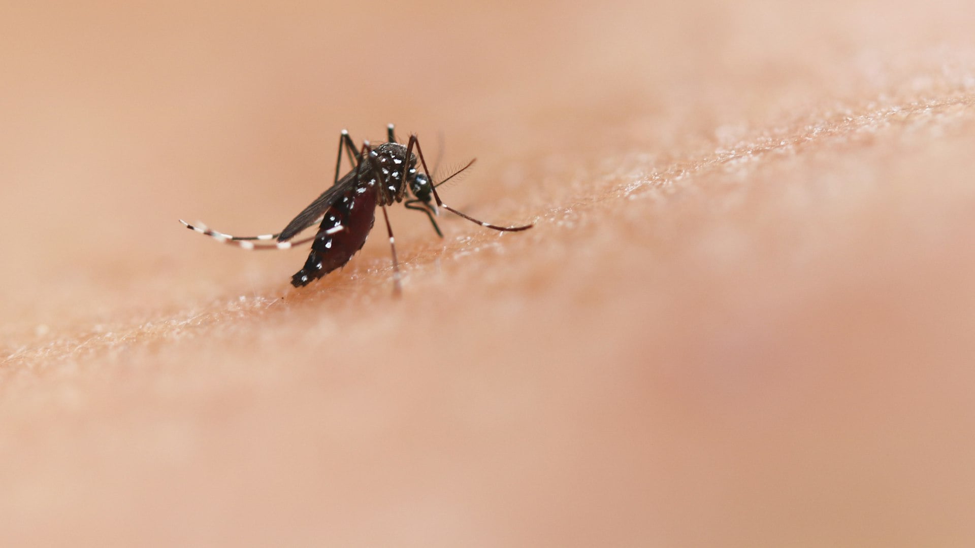 Mosquito close-up highlighting need for mosquito control in Bulawayo