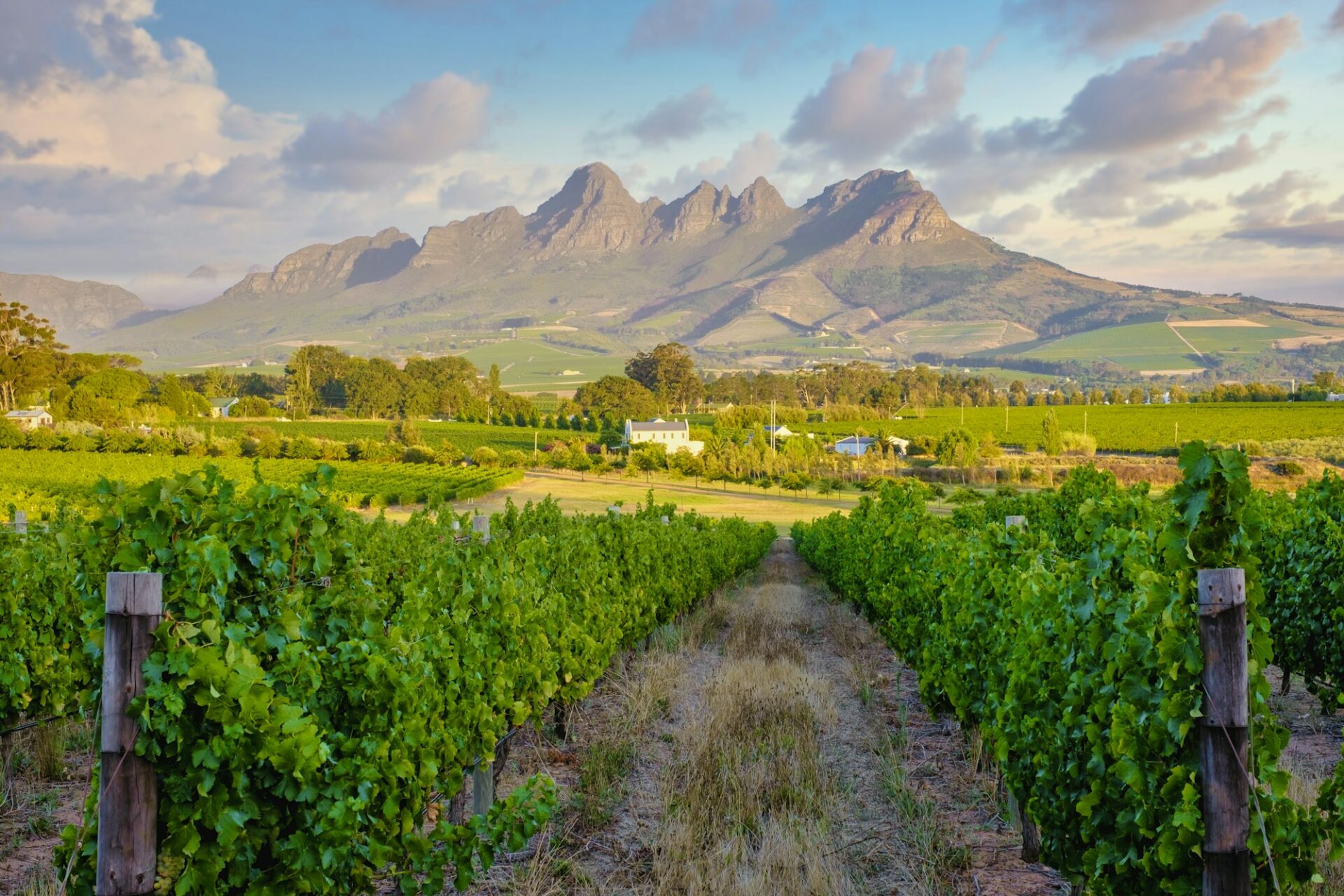 Cape Winelands Vineyards
